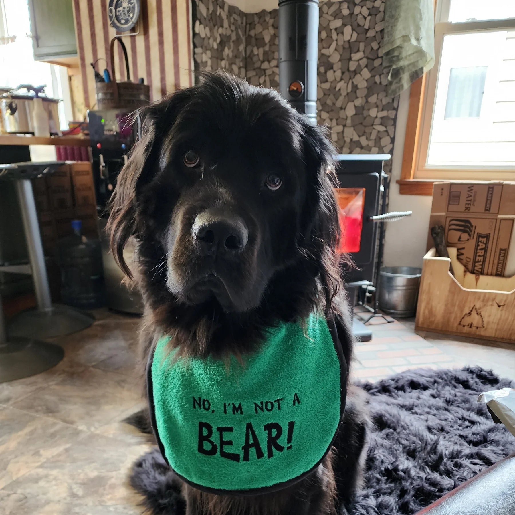 Newfie top drool bibs