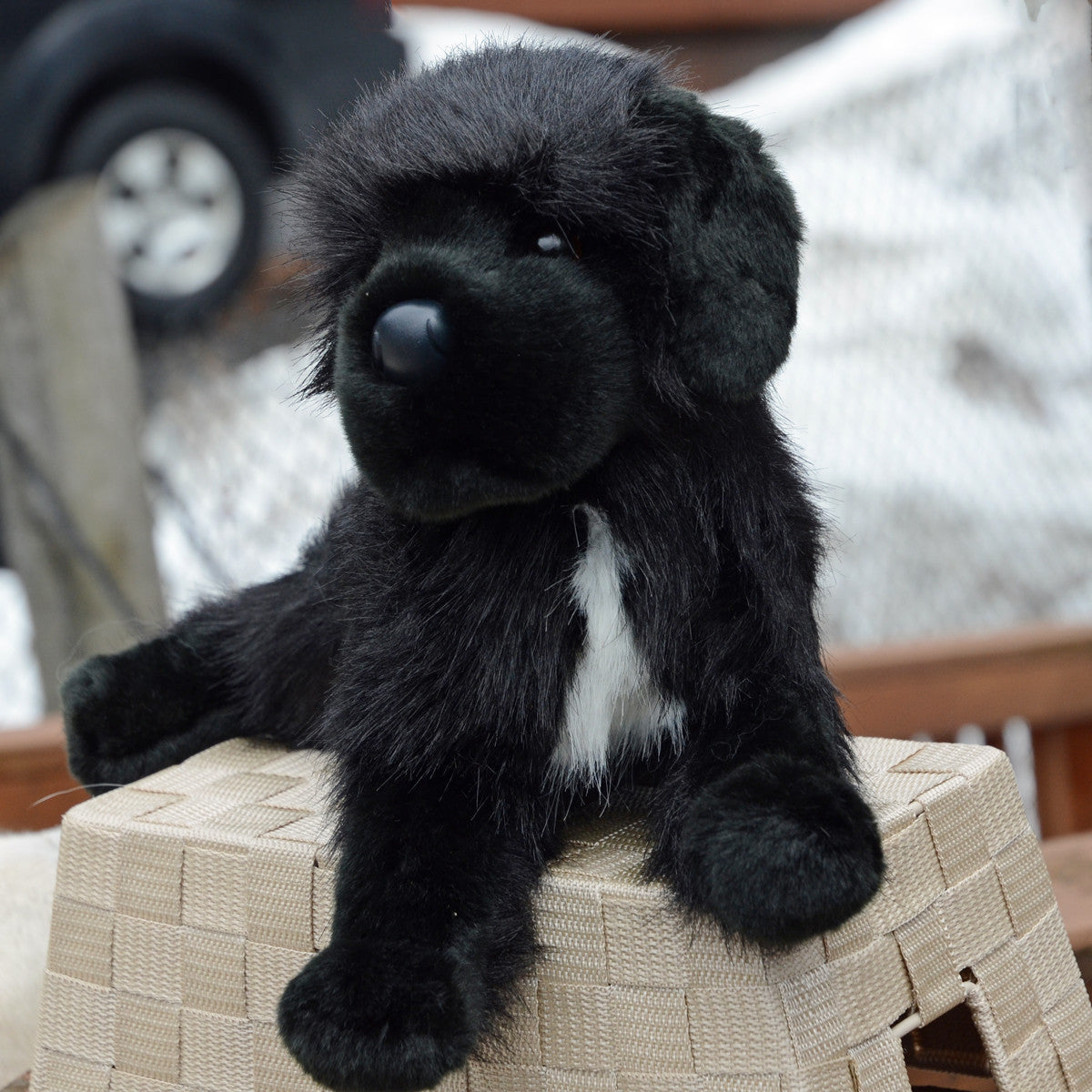 Bundy the stuffed Newfie