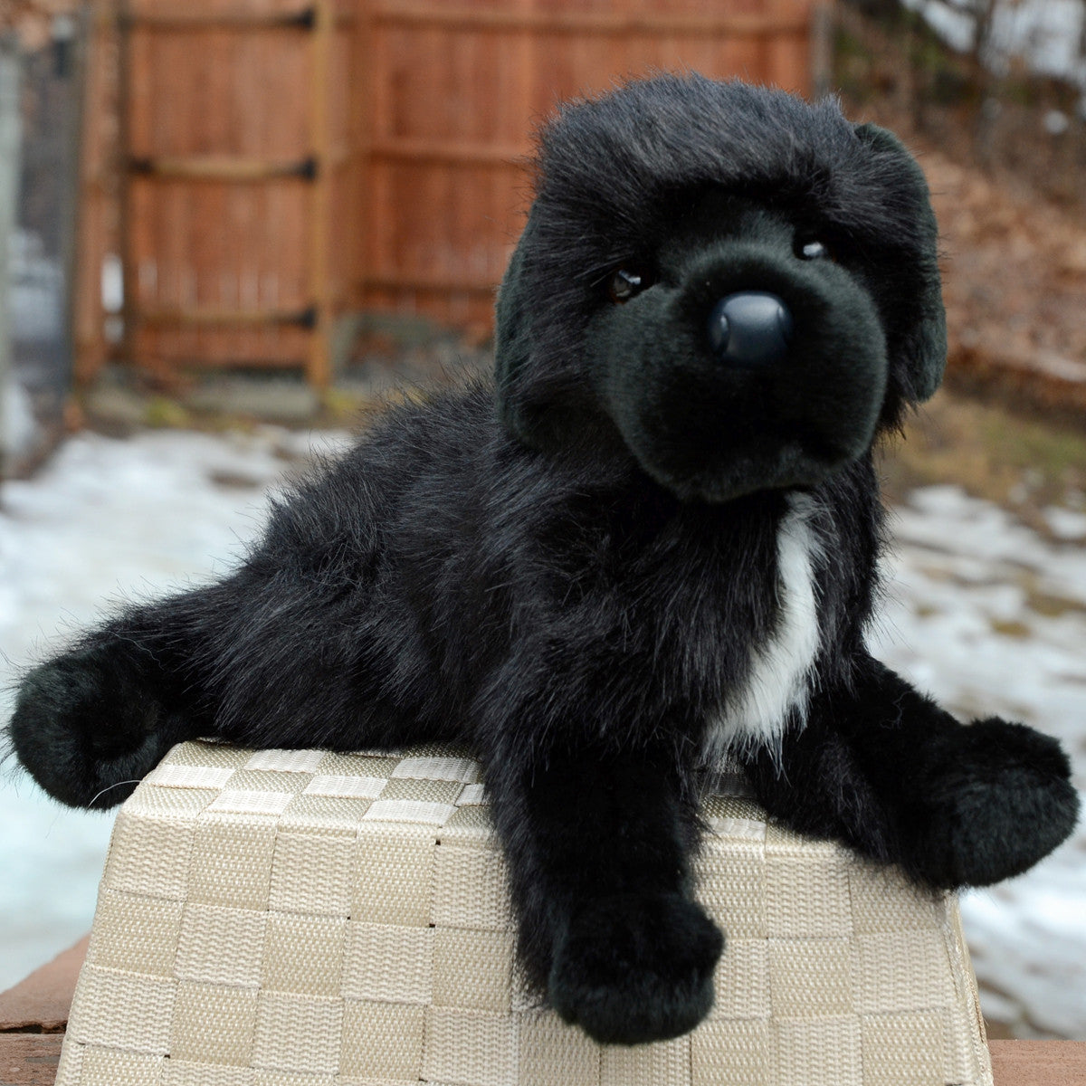 Bundy the stuffed Newfie