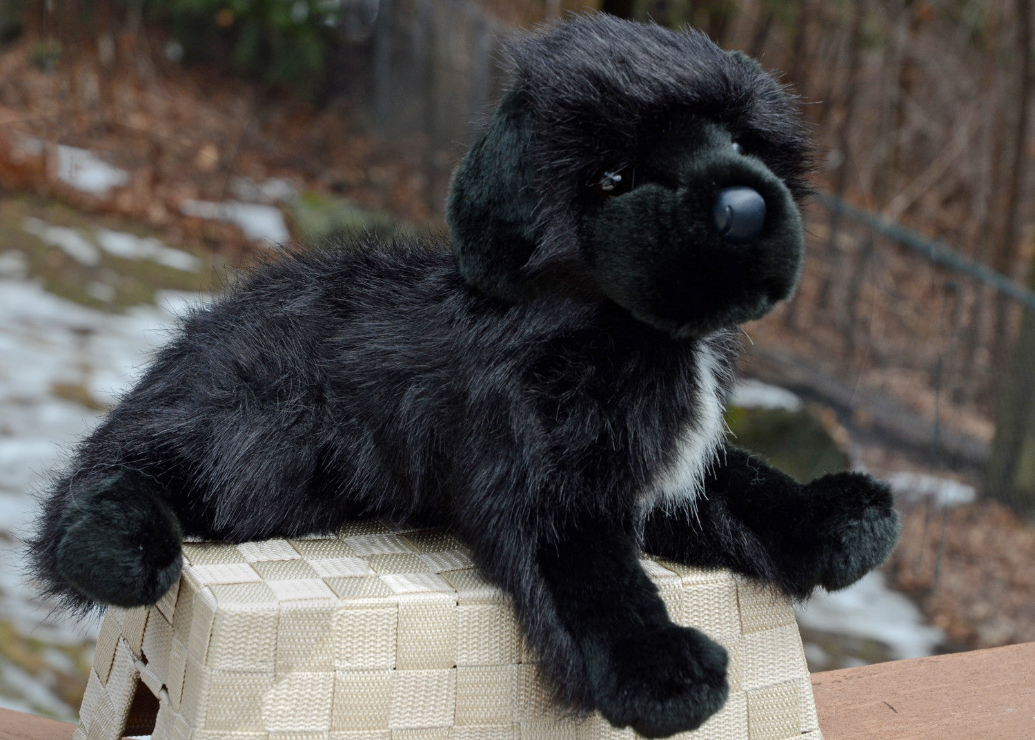 Bundy the stuffed Newfie