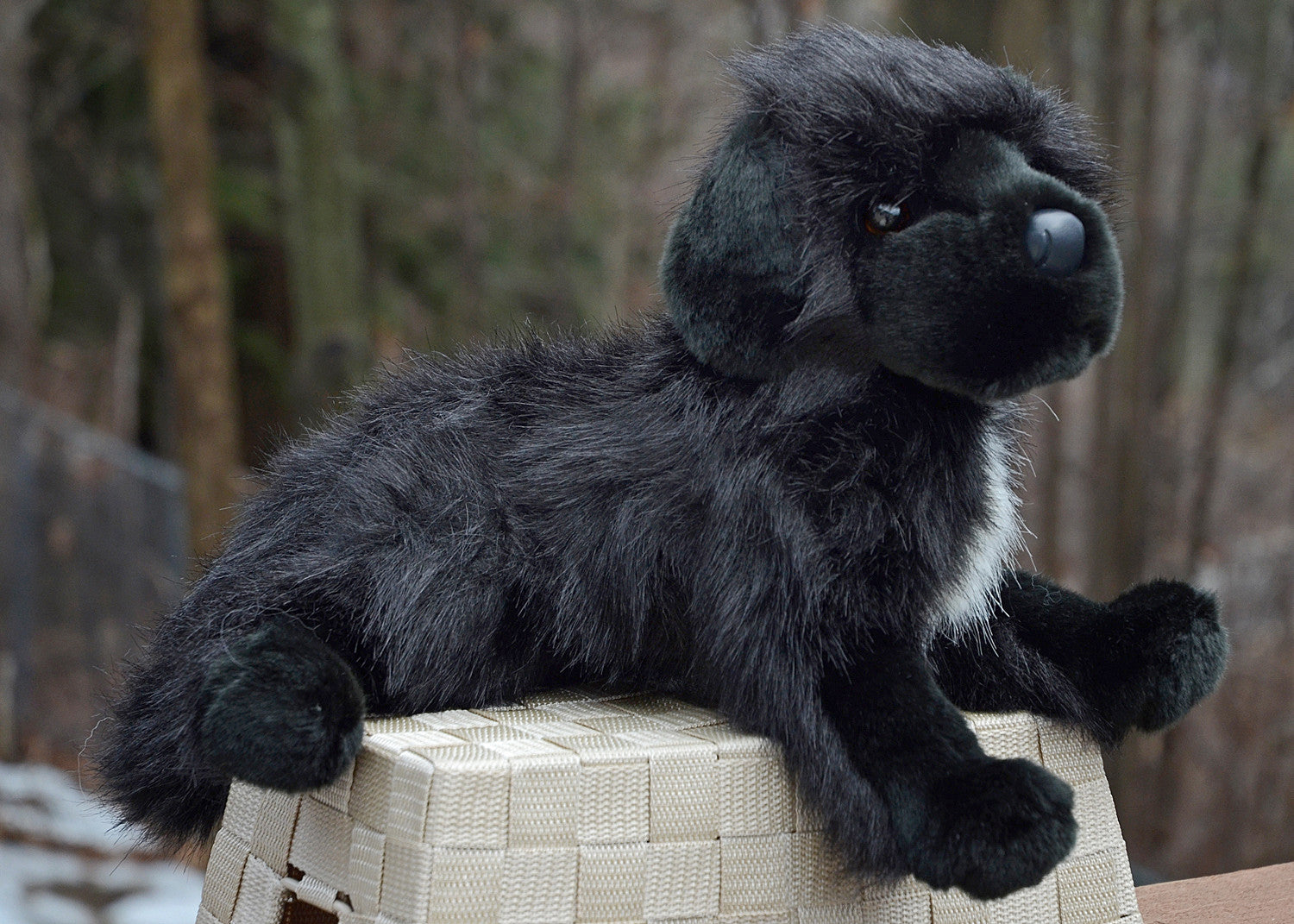 Bundy the stuffed Newfie