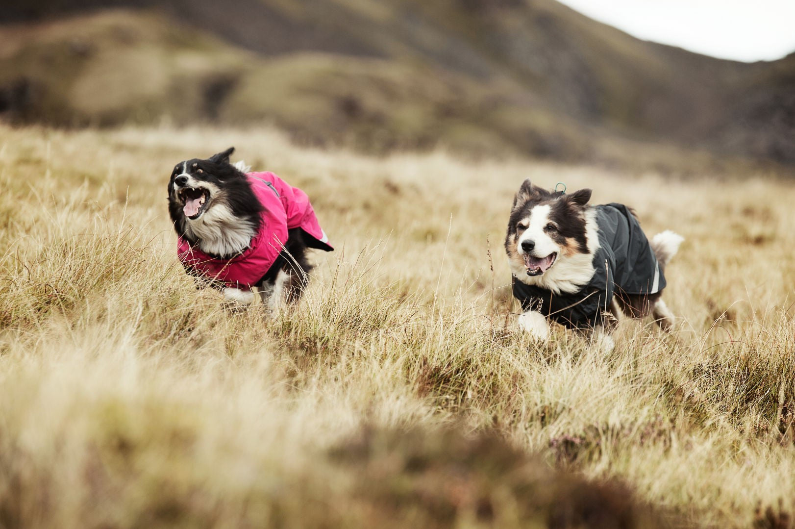 Summit Parka for BIG Dogs