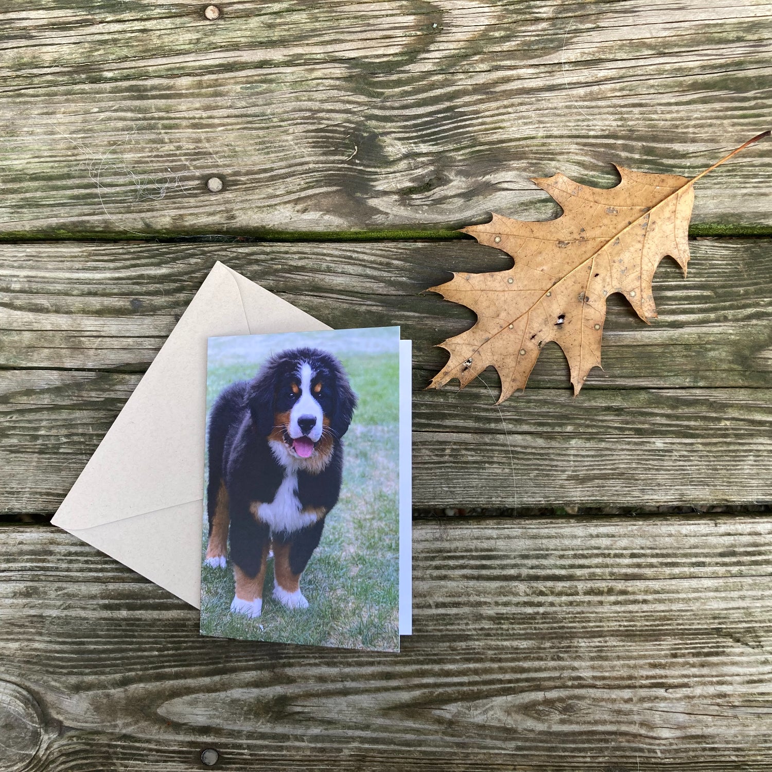 Bernese Blank Note Cards