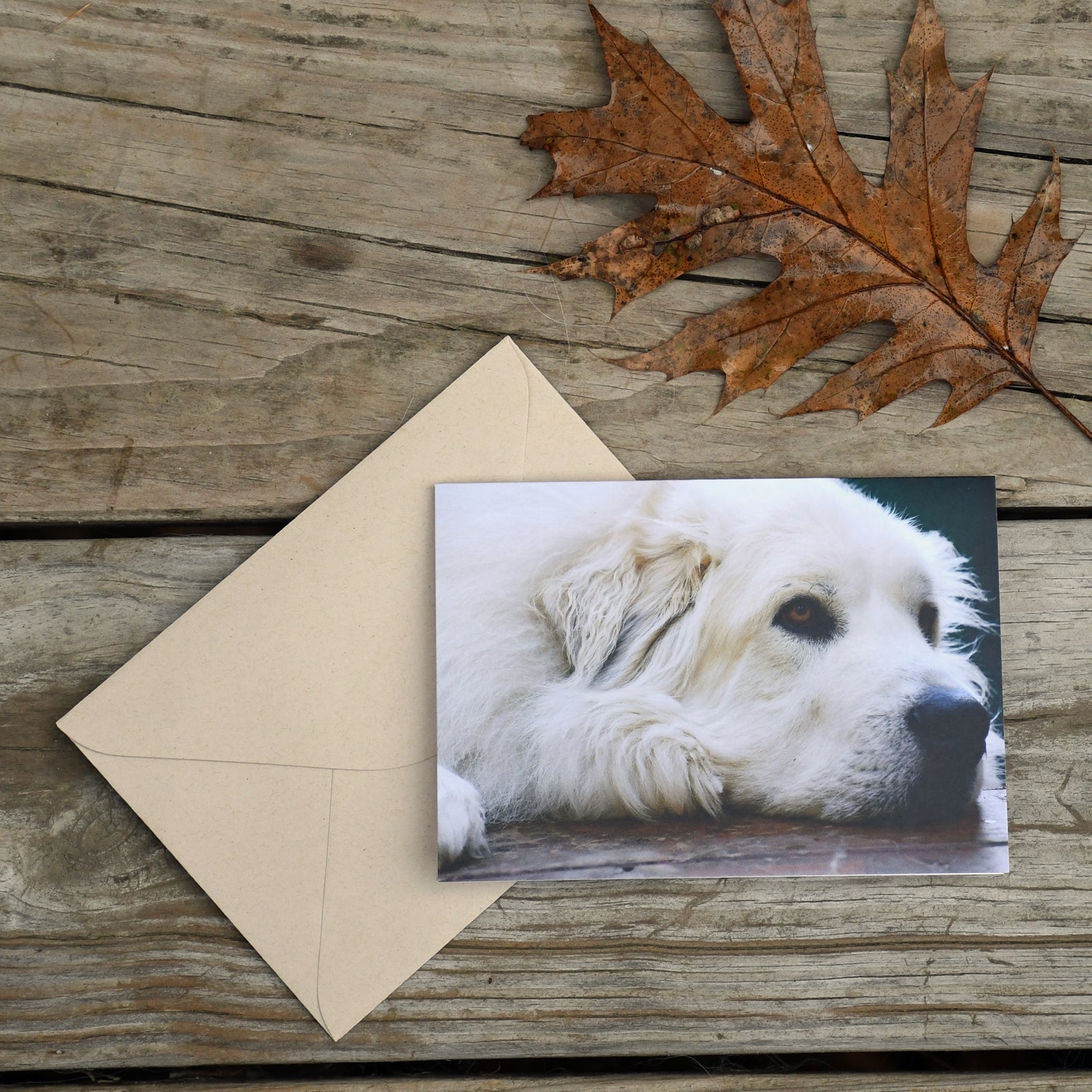 Pyr Blank Note Cards