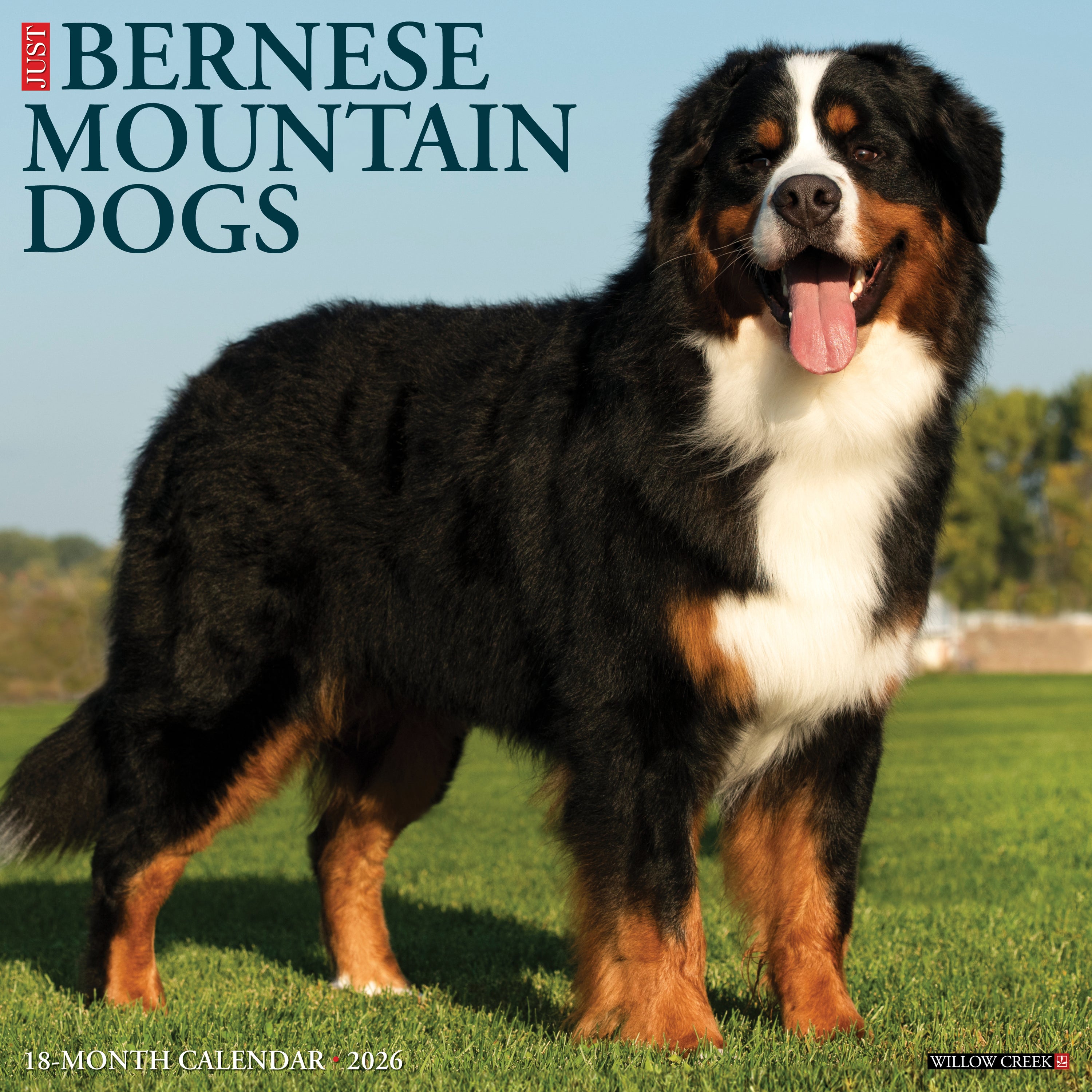 Just Bernese Mountain Dogs 2026 Calendar
