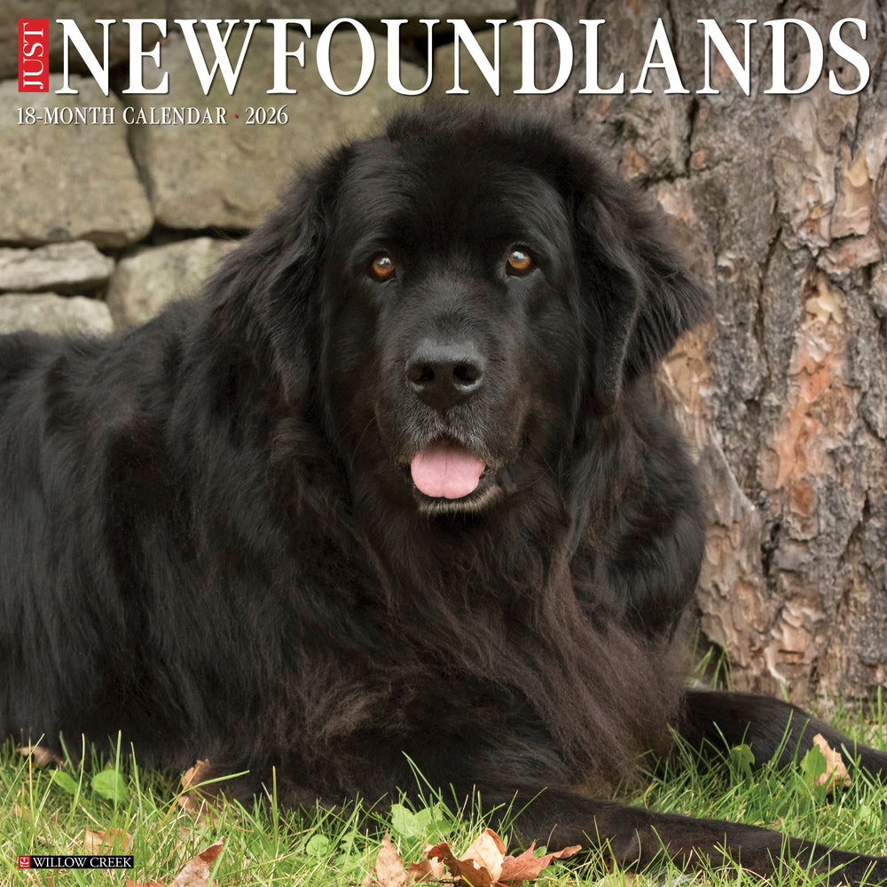 Just Newfoundlands 2026 Calendar