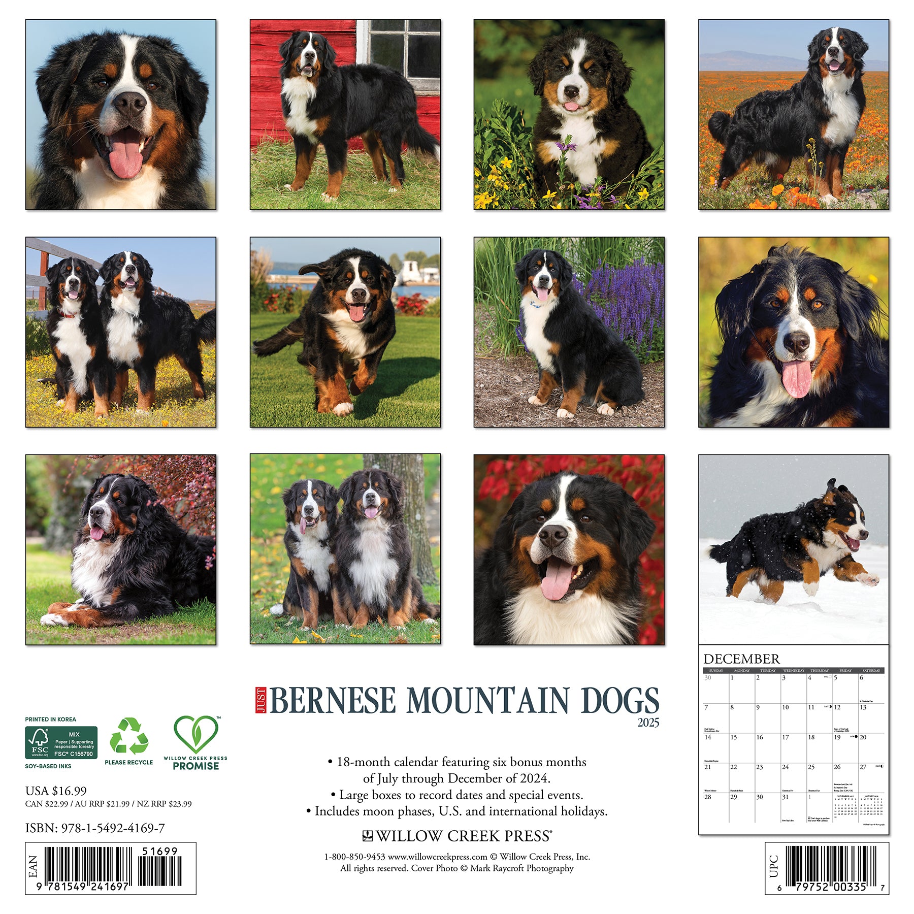 Just Bernese Mountain Dogs 2025 Calendar