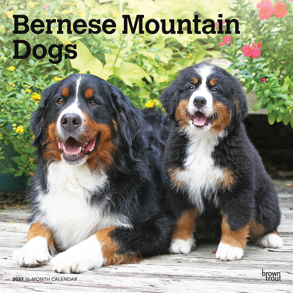 Bernese Mountain Dogs 2027 Calendar