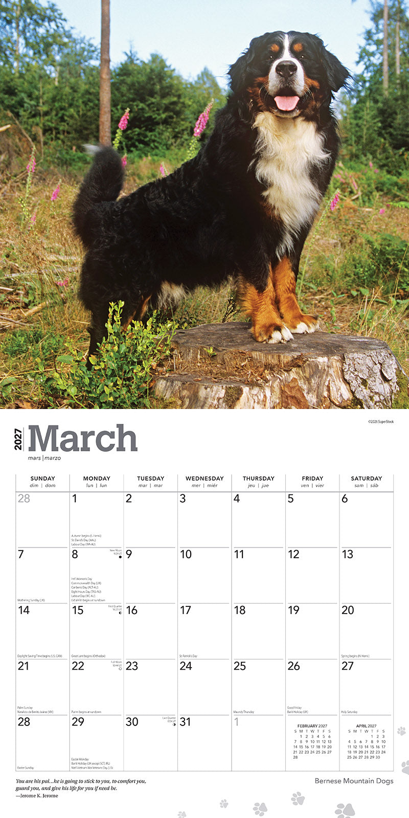 Bernese Mountain Dogs 2027 Calendar