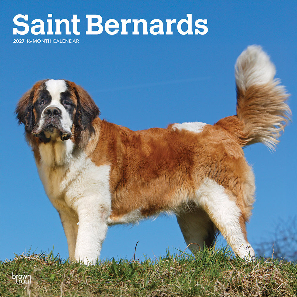 Saint Bernard 2027 Calendar