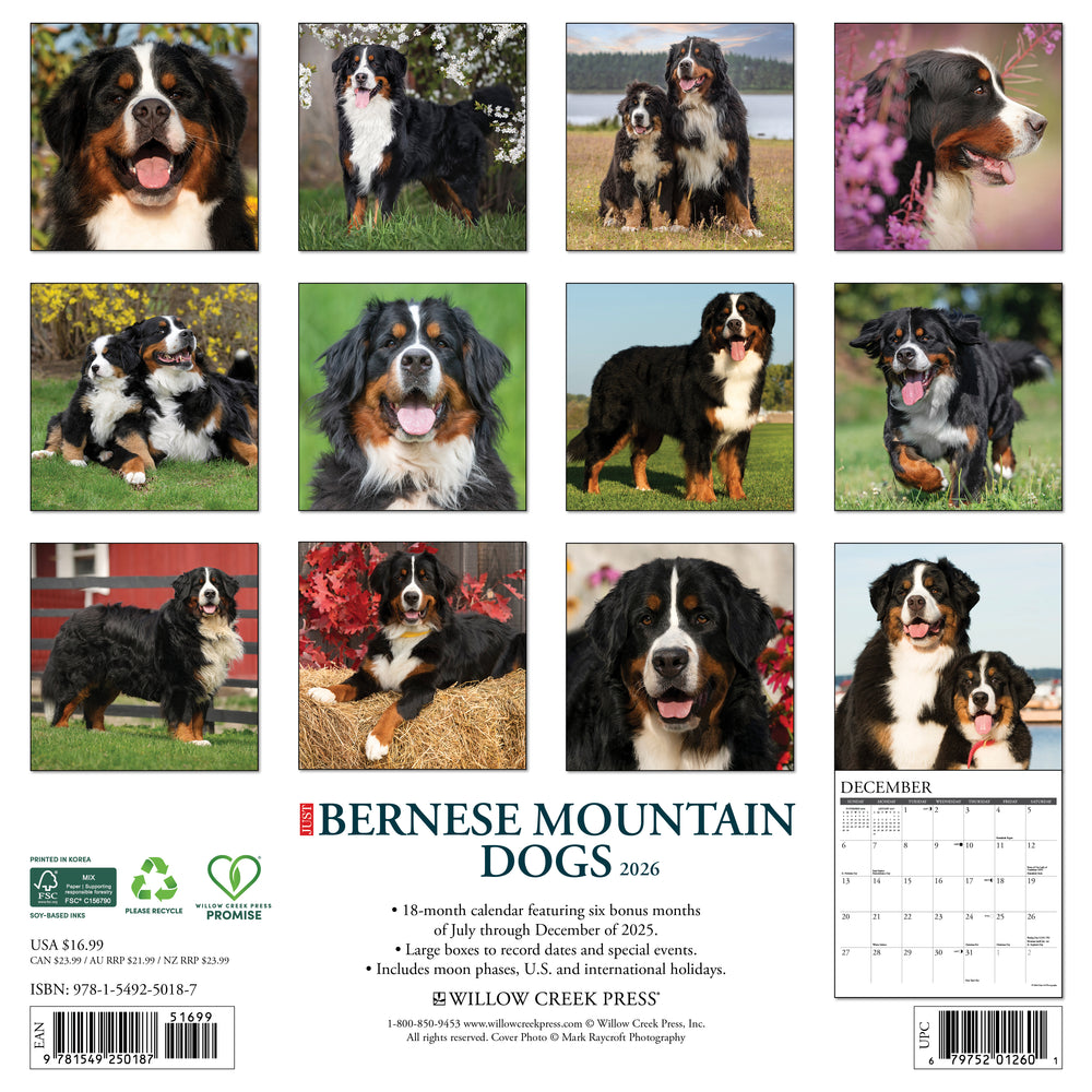 Just Bernese Mountain Dogs 2026 Calendar