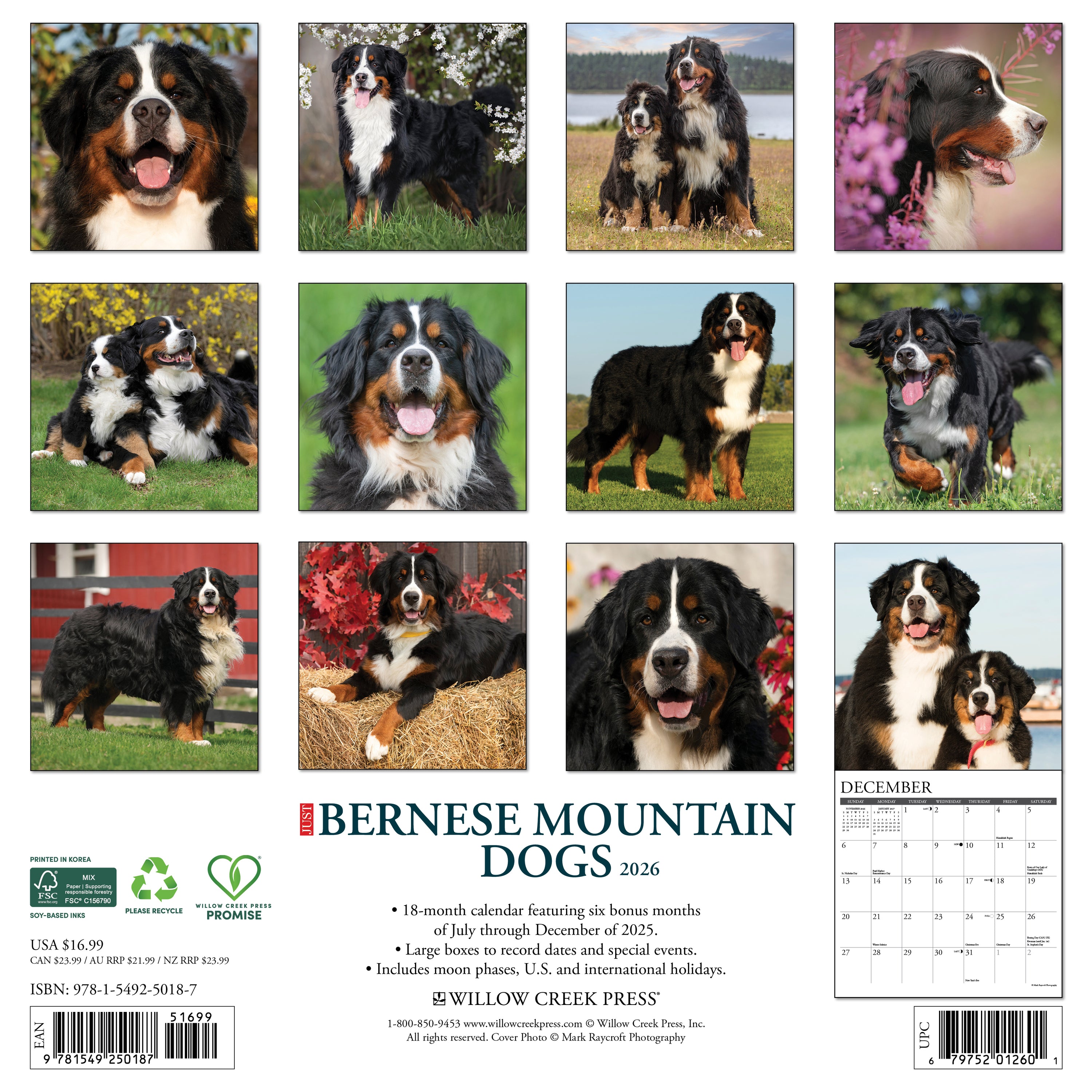 Just Bernese Mountain Dogs 2026 Calendar