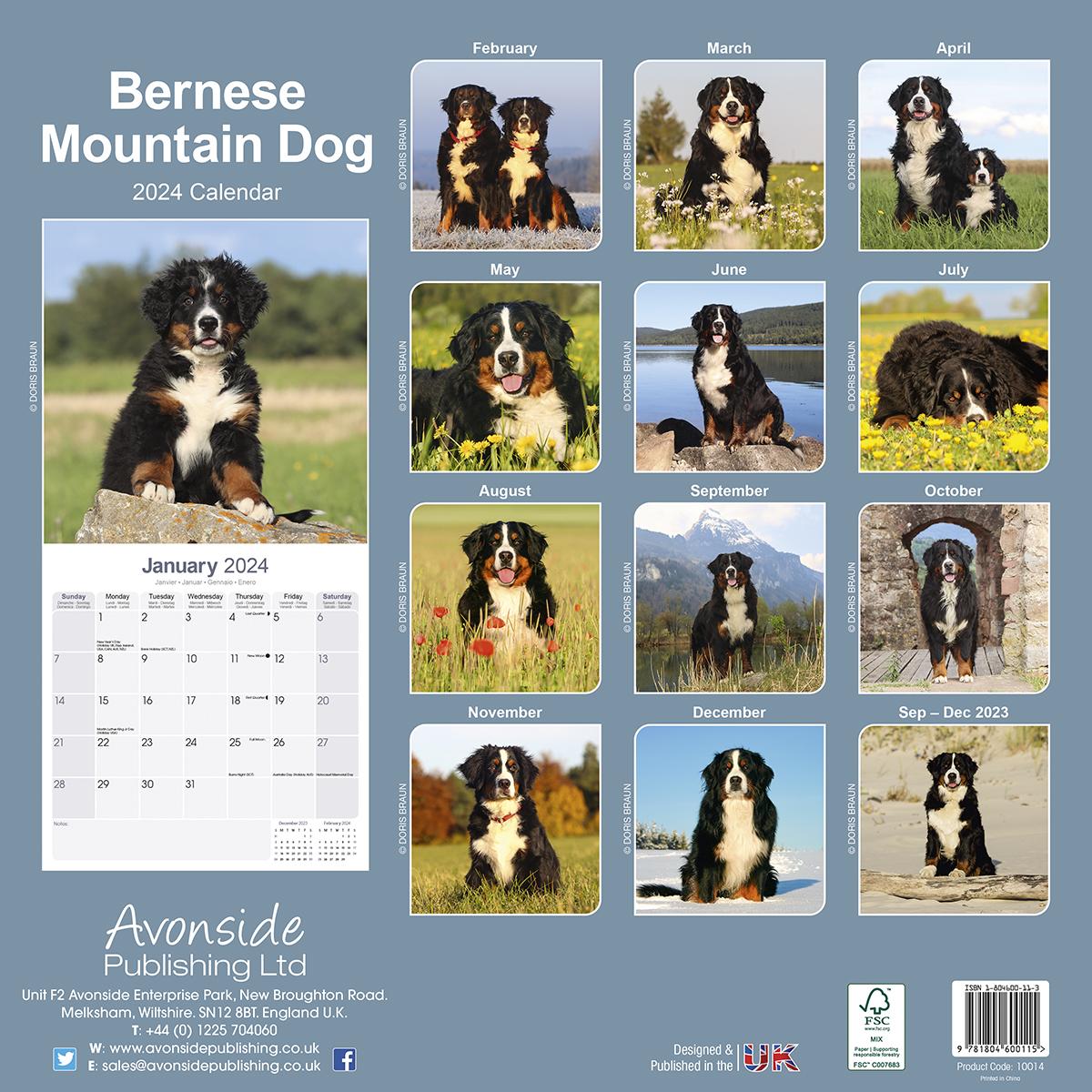 Bernese 2024 Calendar Avonside