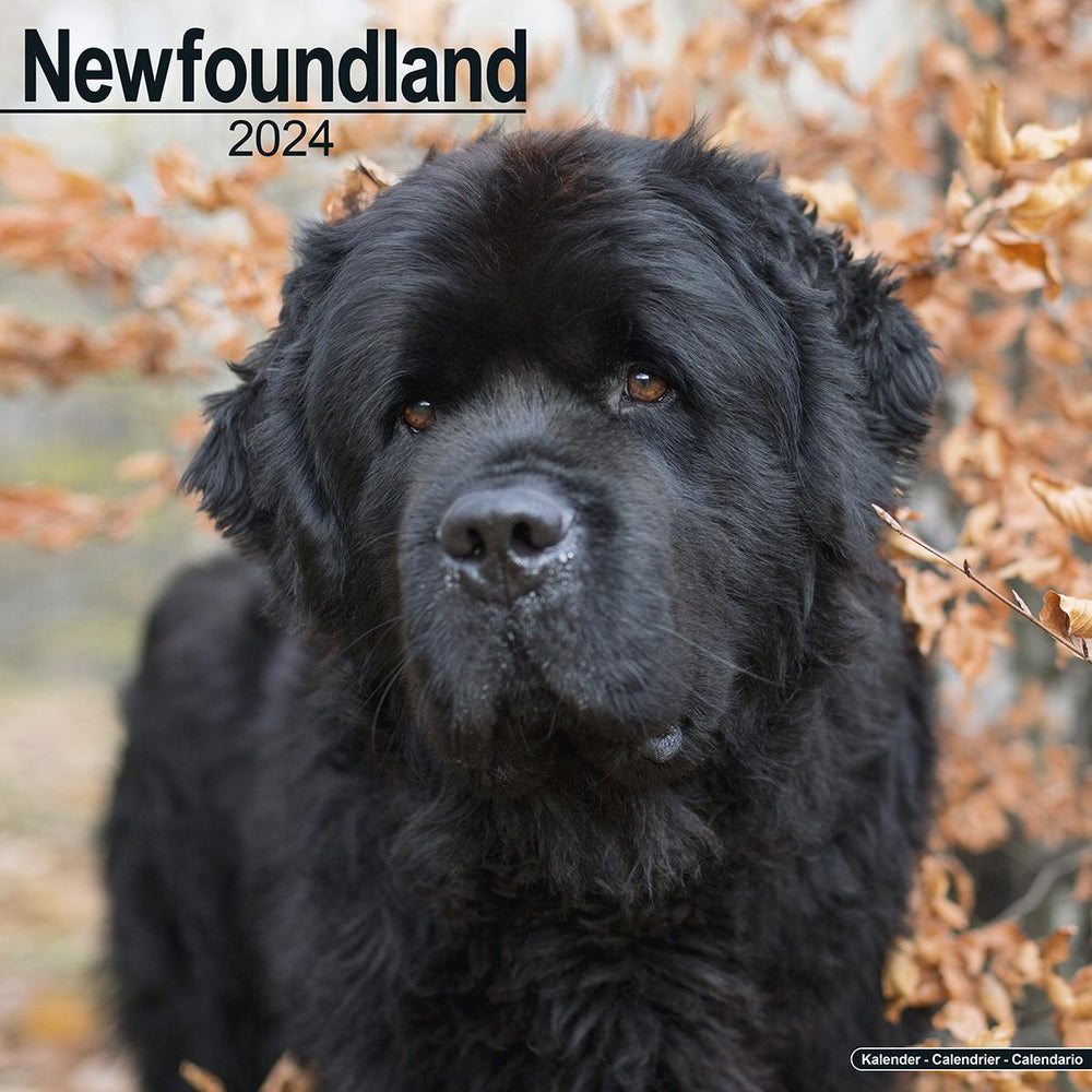 Newfoundland 2024 Calendar Avonside