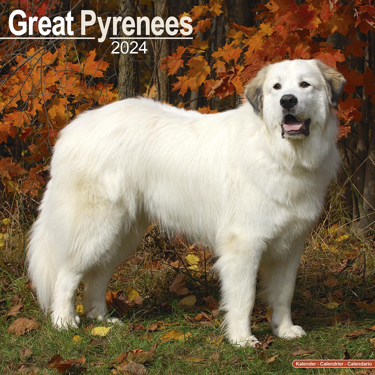 Great Pyrenees 2024 Calendar Avonside