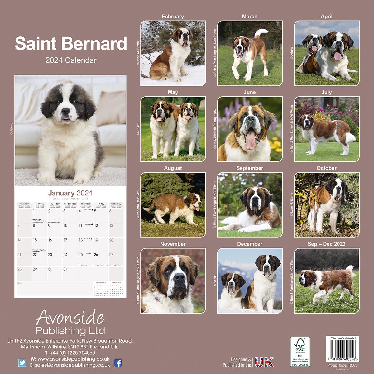 Saint Bernard 2024 Calendar Avonside