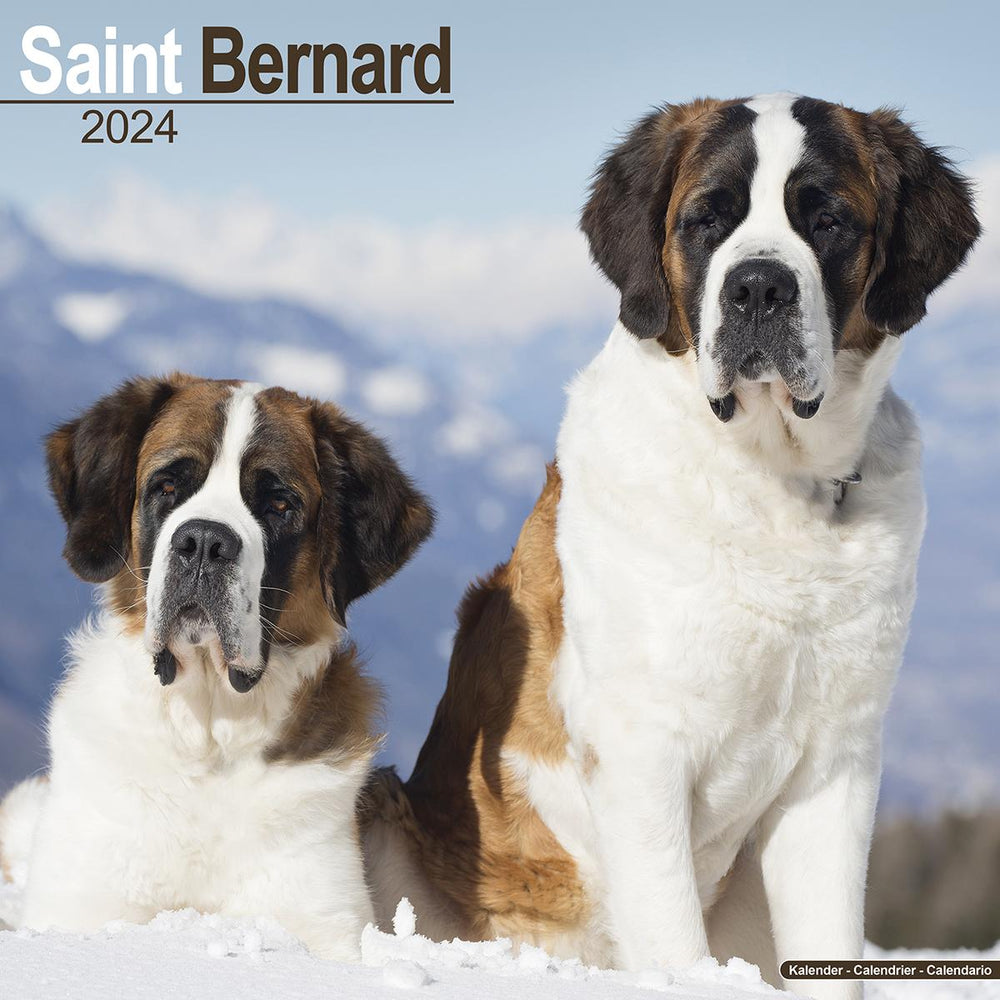 Saint Bernard 2024 Calendar Avonside