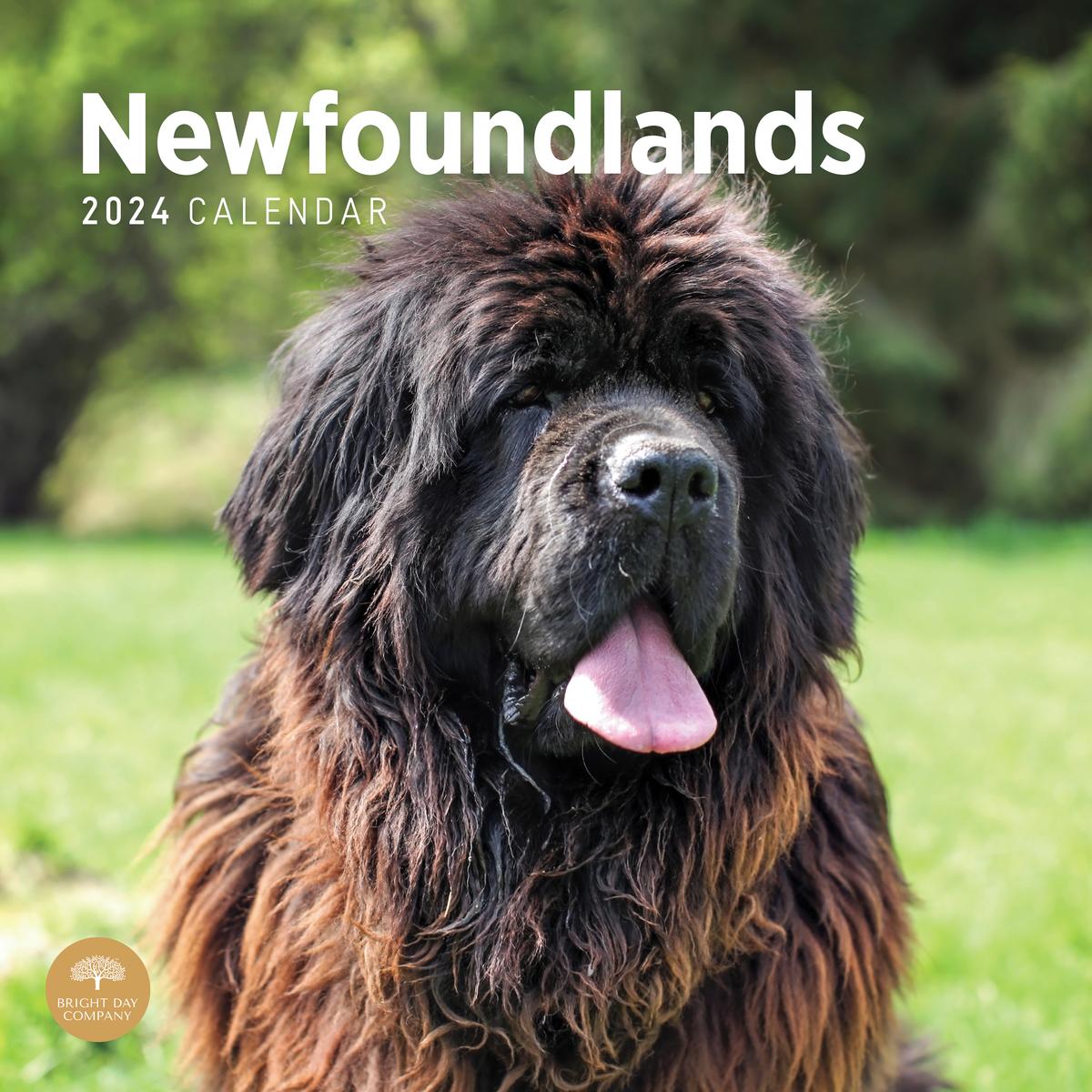 Newfoundland 2024 Calendar Bright Day