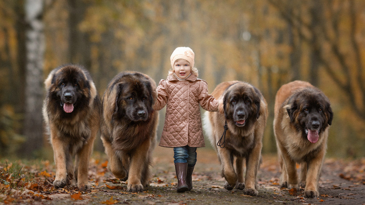 Big best sale gentle dogs