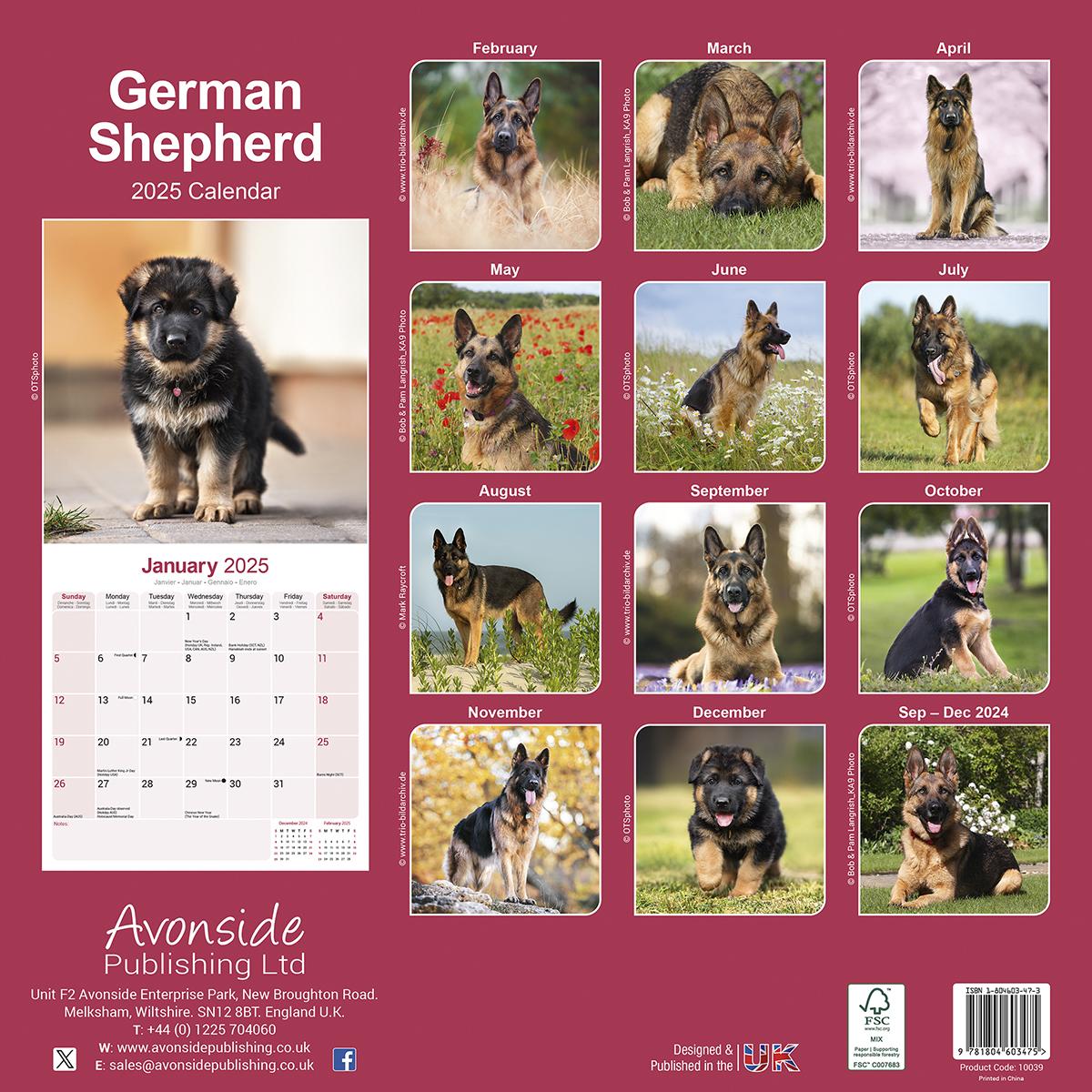 German Shepherds 2025 Calendar Avonside