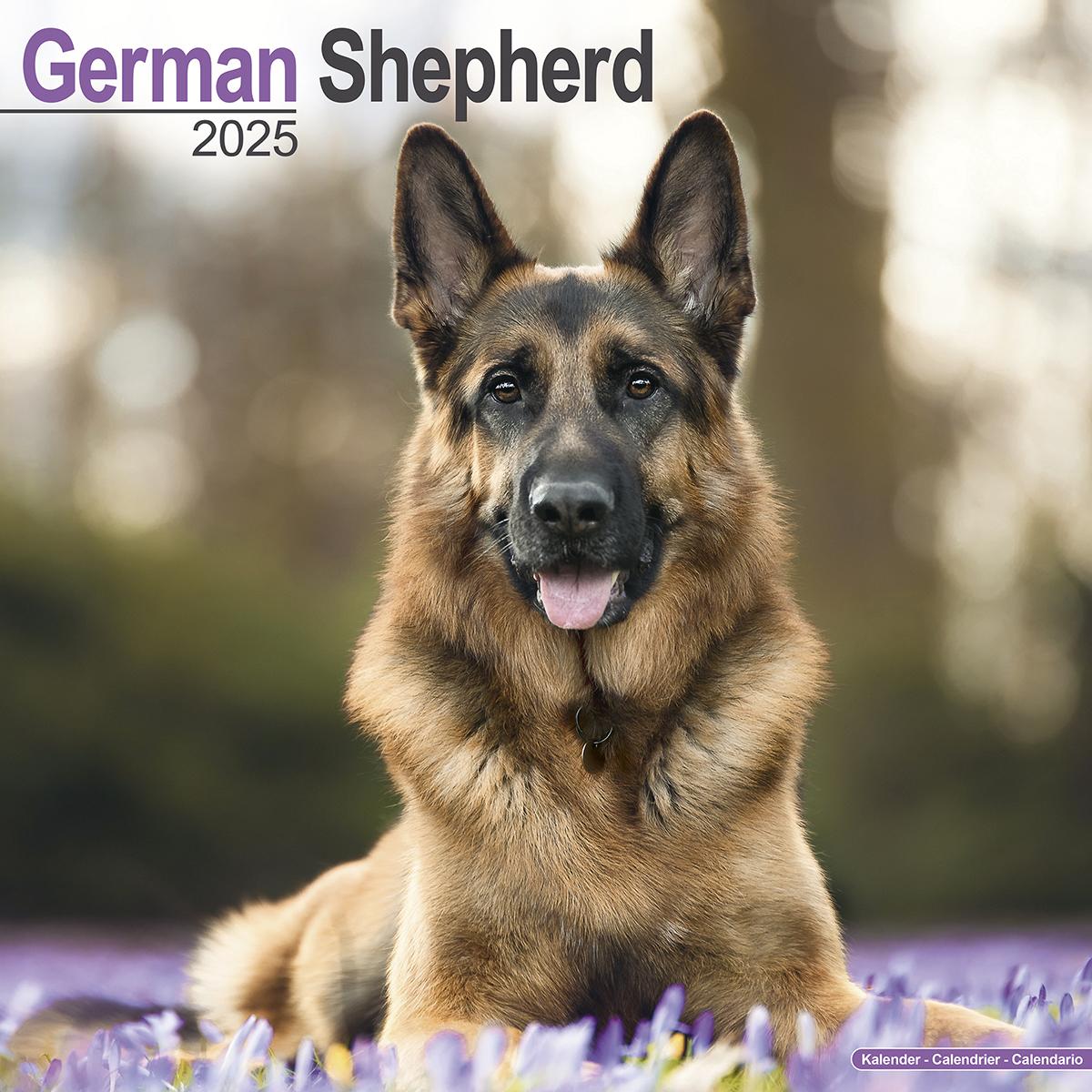 German Shepherds 2025 Calendar Avonside
