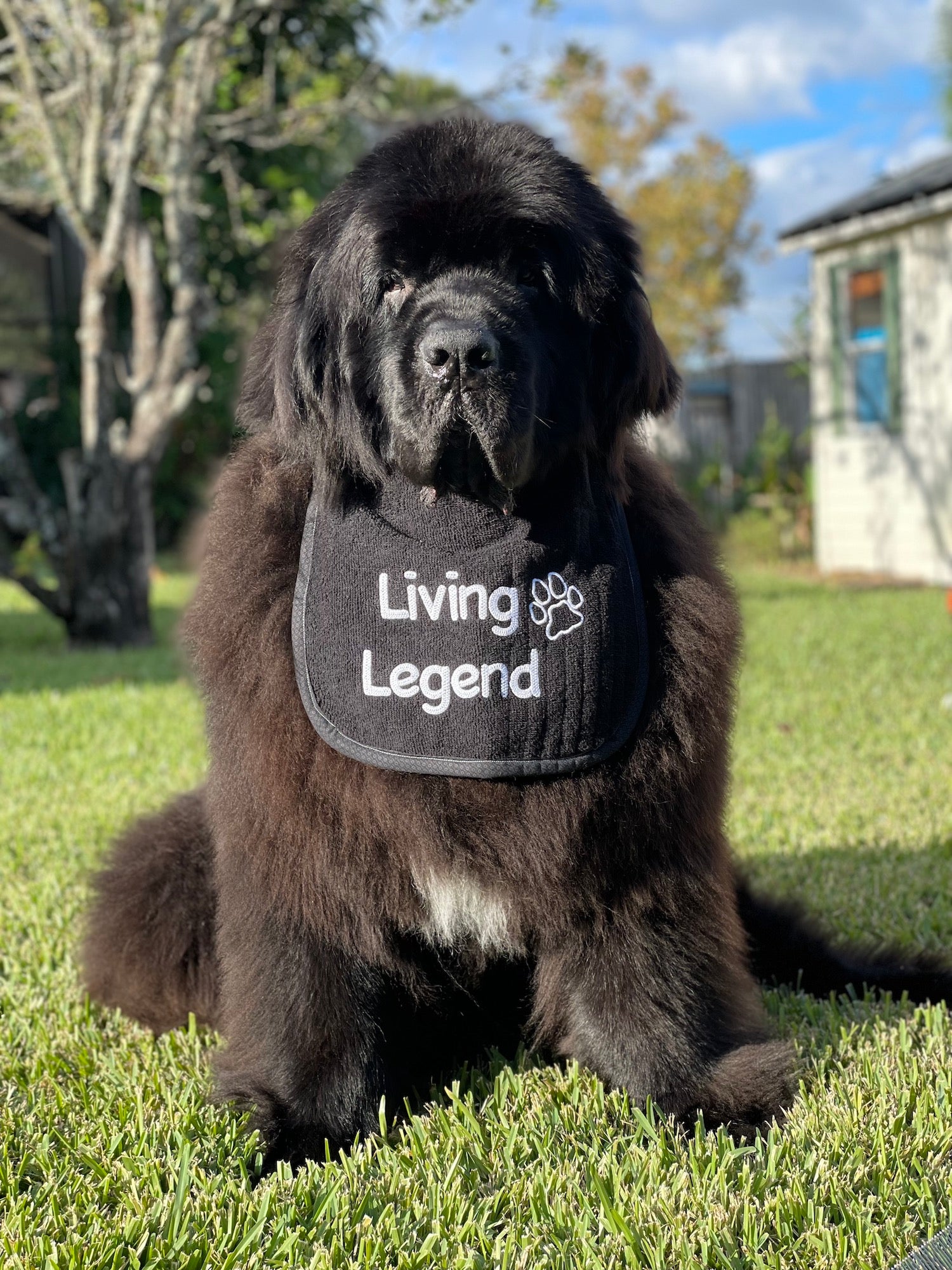 Newfie drool outlet bibs