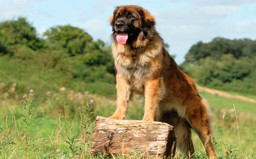 Great Pyrenees 672 piece puzzle – BIG Gentle Dogs