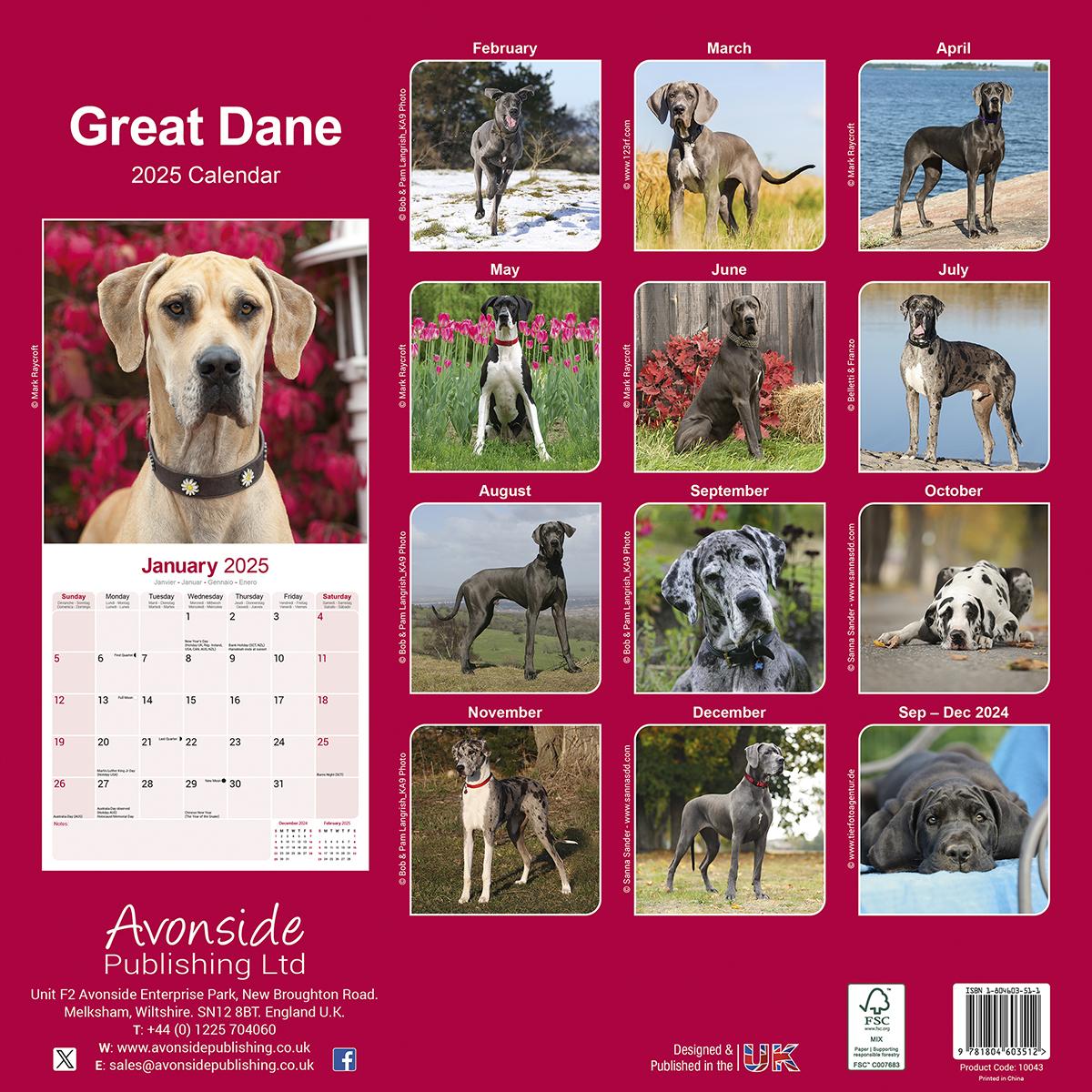 Great Danes 2025 Calendar Avonside