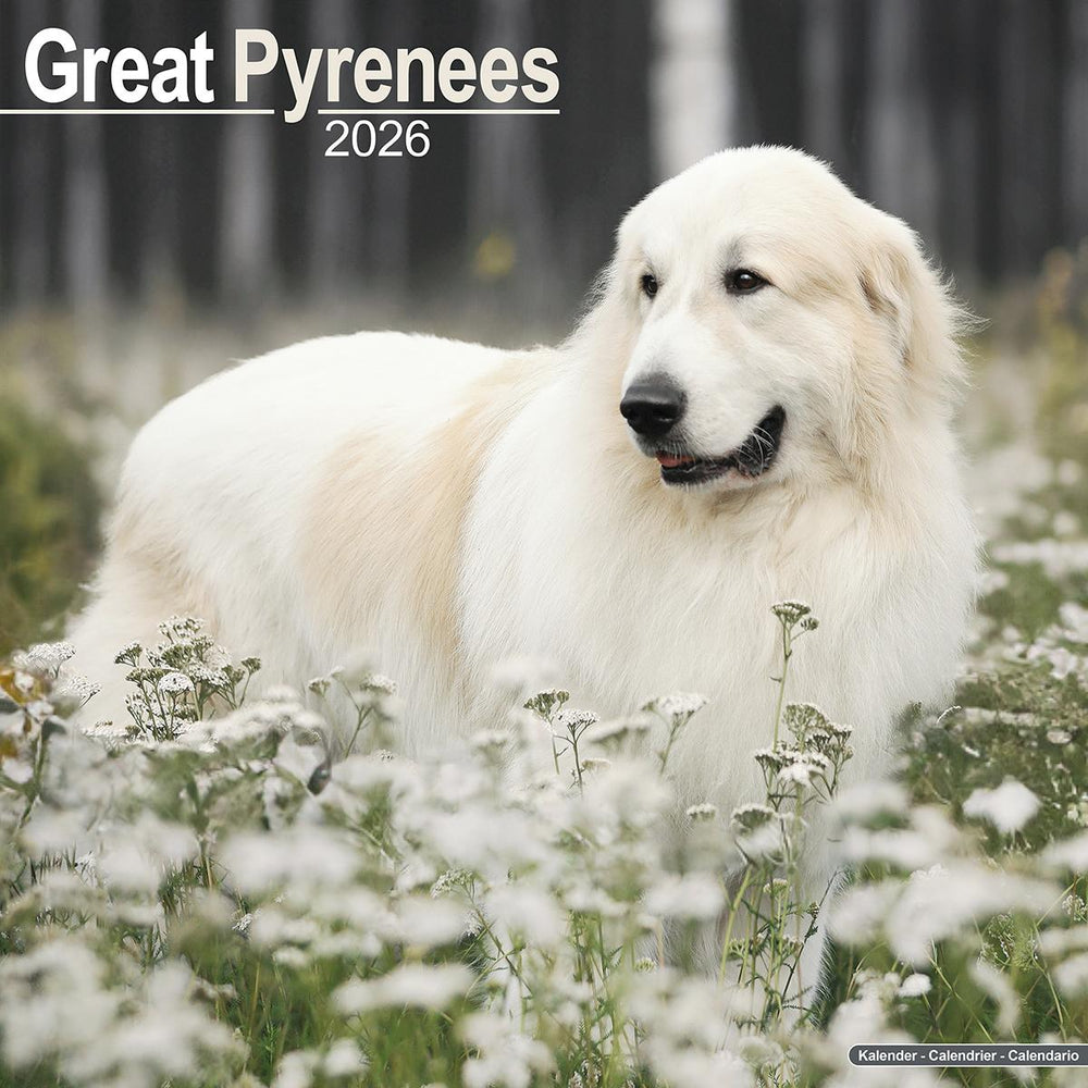 Great Pyrenees 2026 Calendar Avonside