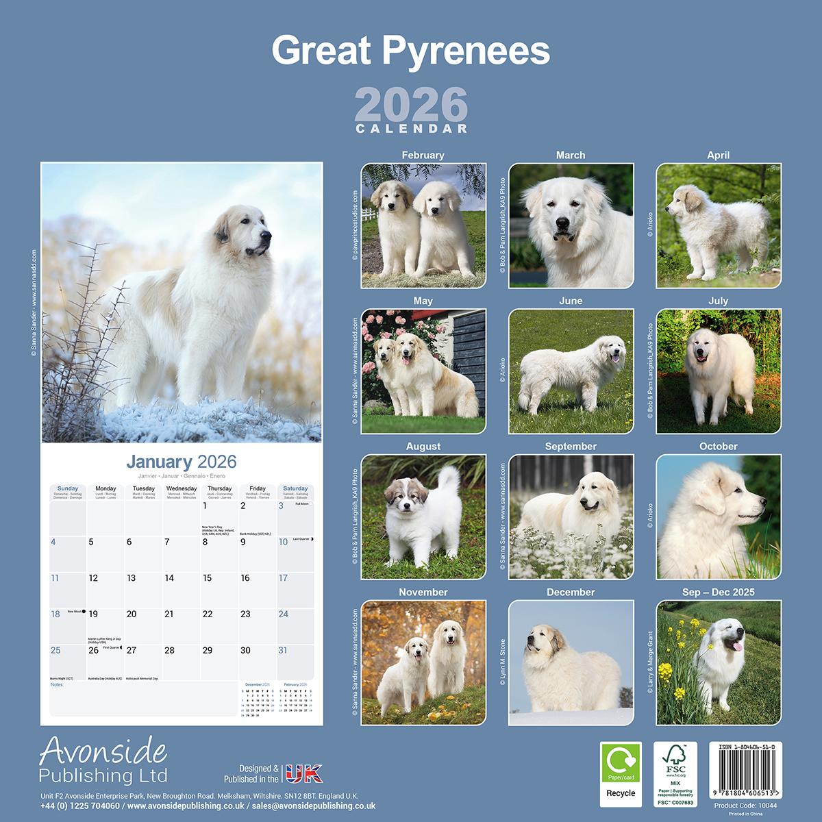 Great Pyrenees 2026 Calendar Avonside