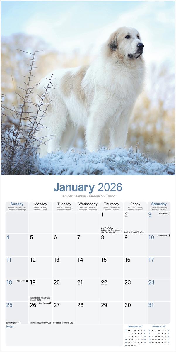 Great Pyrenees 2026 Calendar Avonside