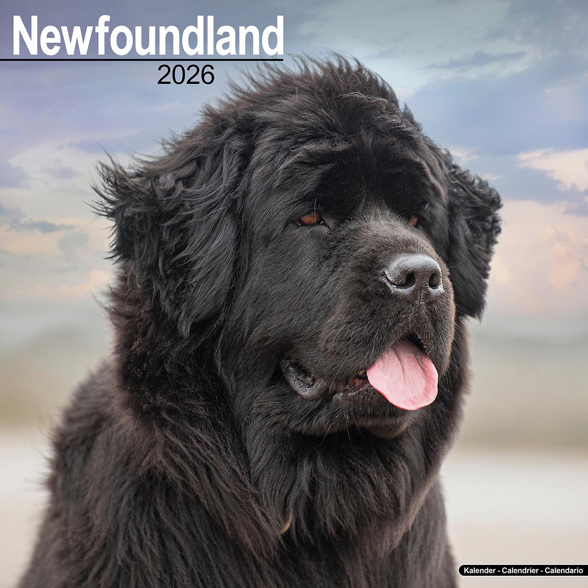 Newfoundland 2026 Calendar Avonside