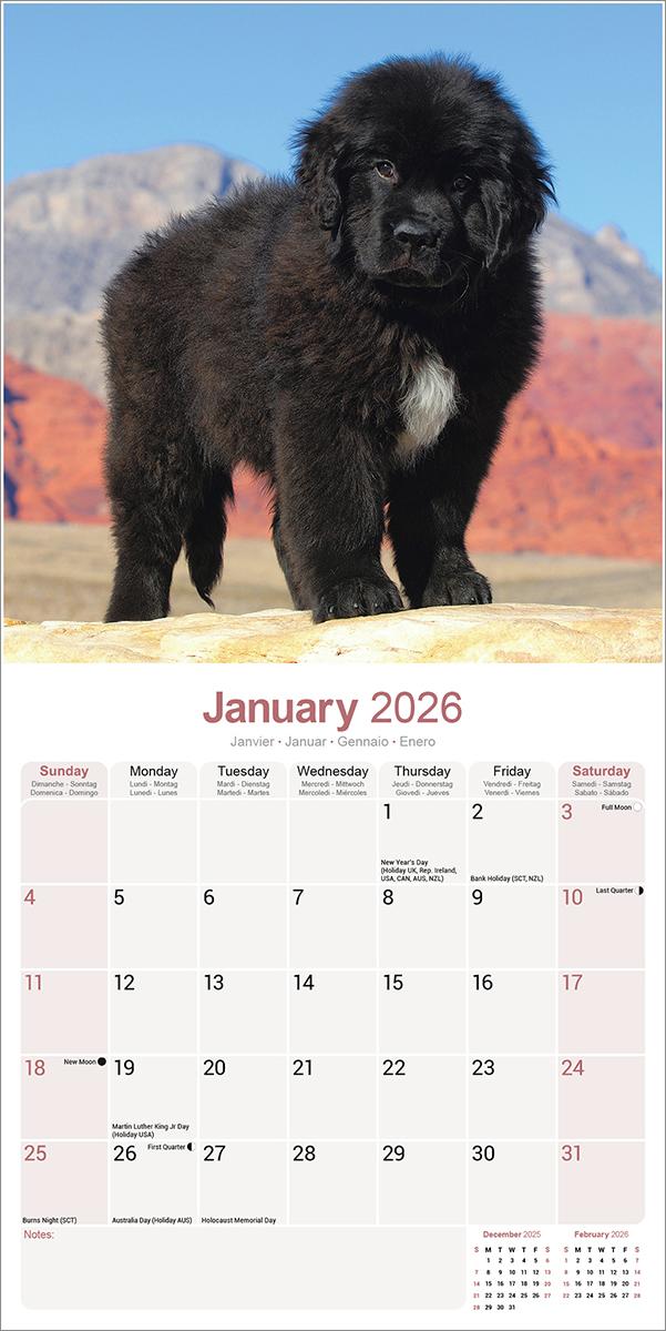 Newfoundland 2026 Calendar Avonside