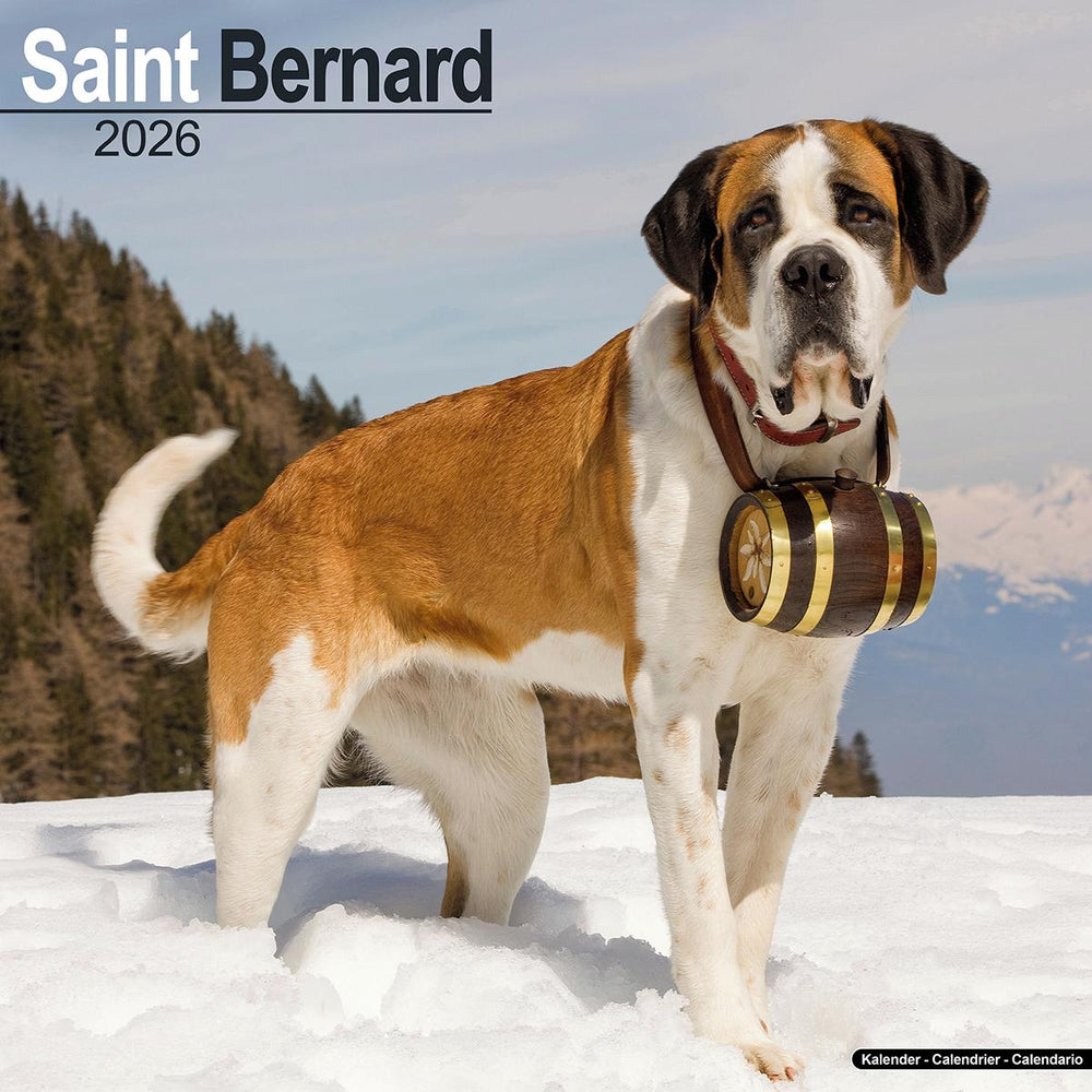 Saint Bernard 2026 Calendar Avonside