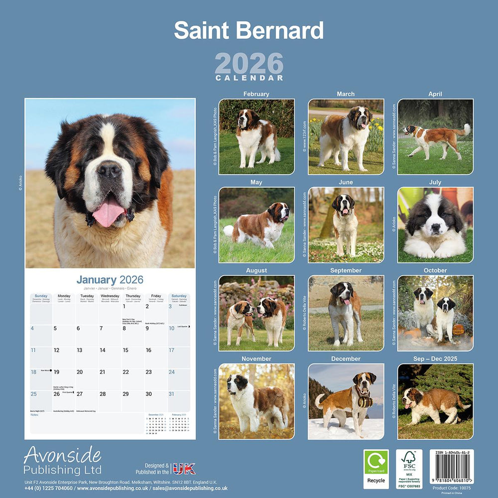 Saint Bernard 2026 Calendar Avonside