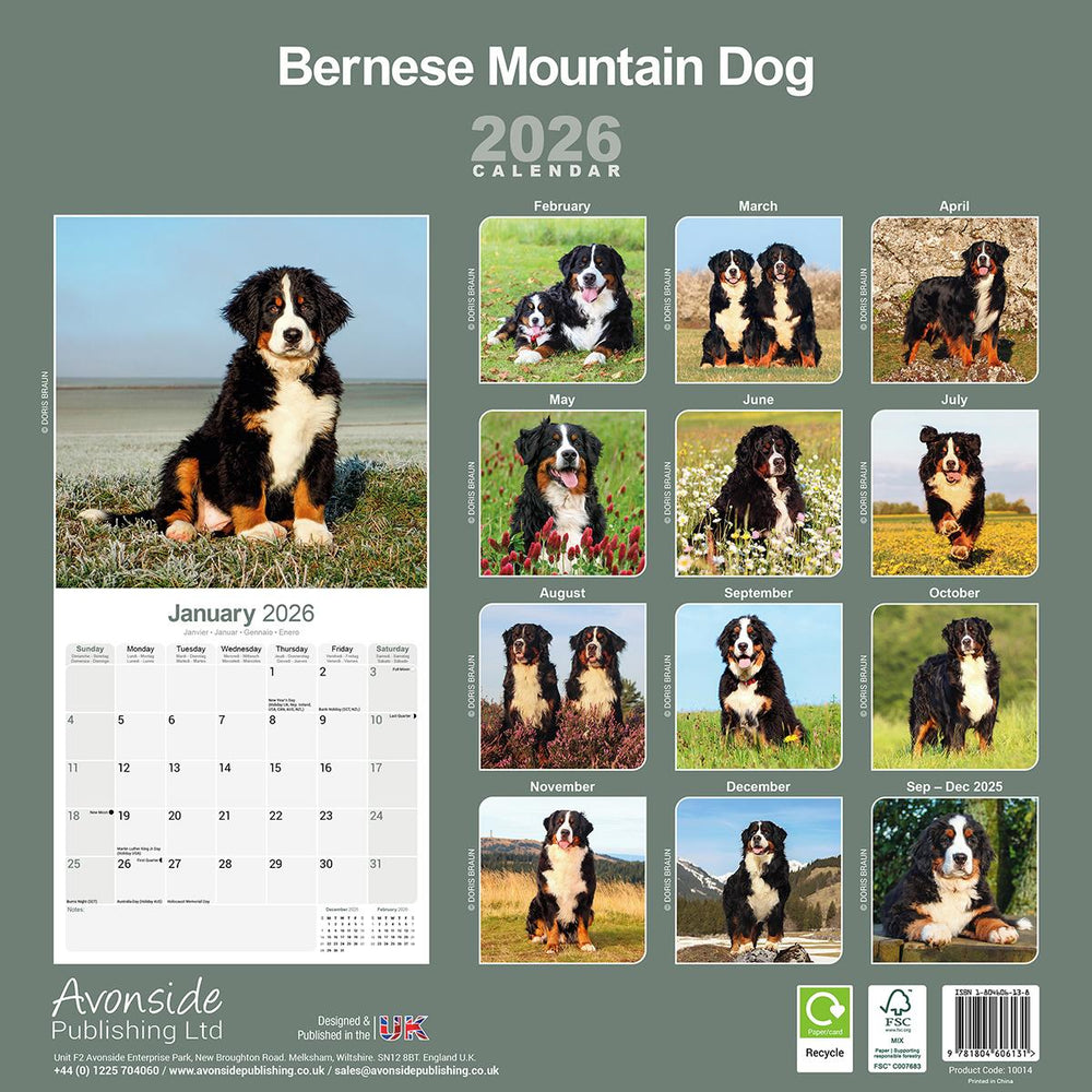 Bernese Mountain Dogs 2026 Calendar