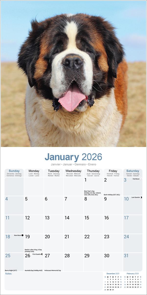 Saint Bernard 2026 Calendar Avonside