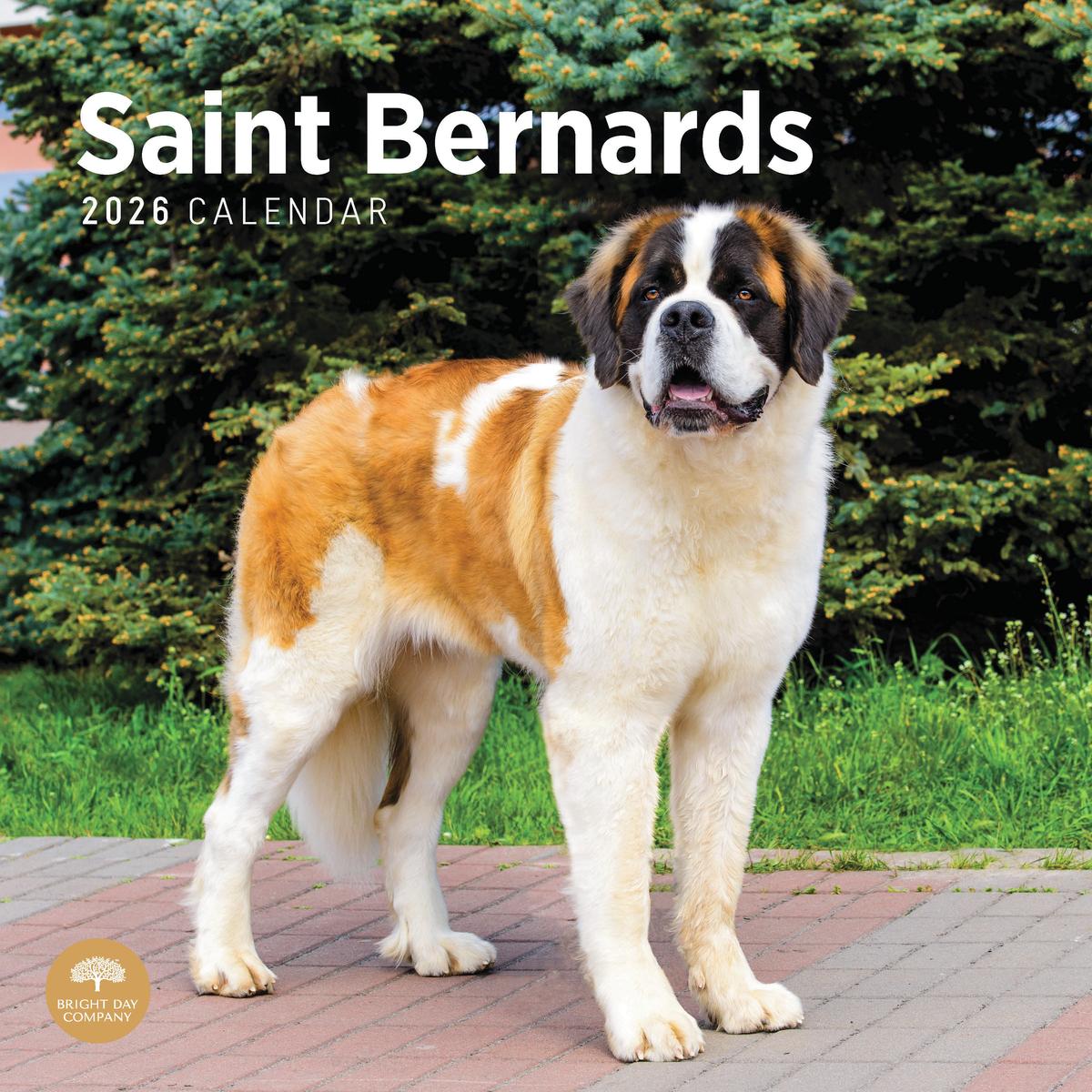 Saint Bernard 2026 Calendar