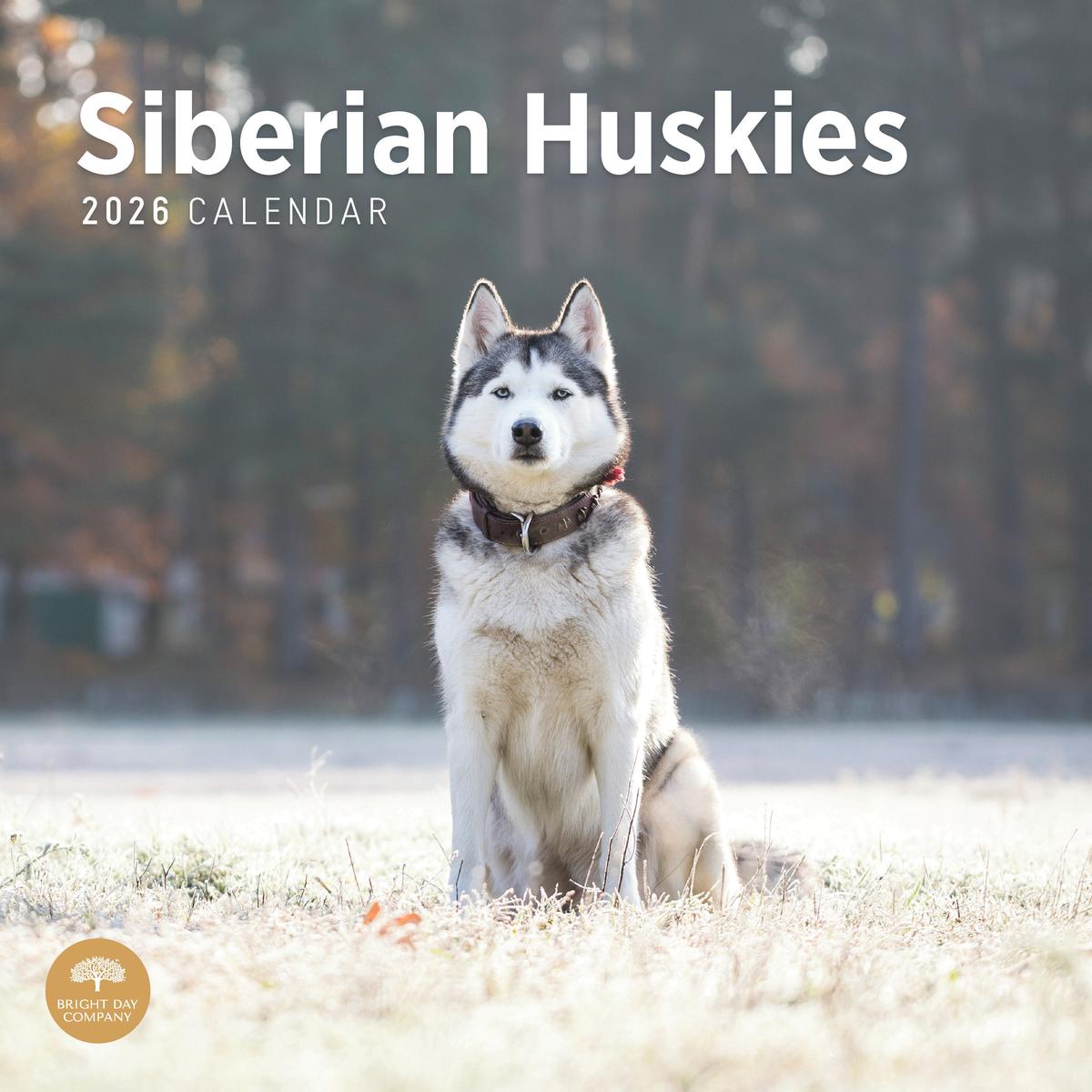 Siberian Husky 2026 Calendar