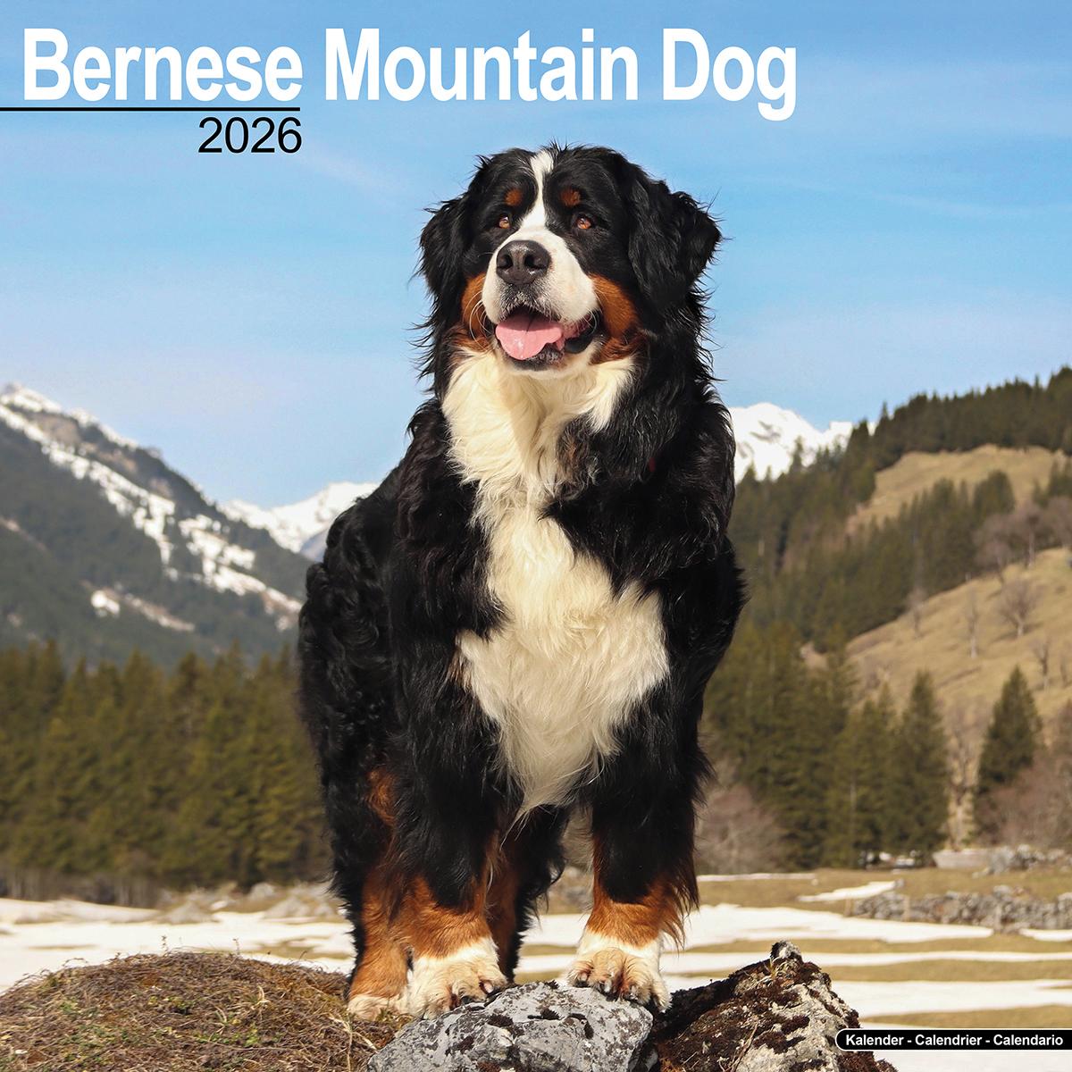 Bernese Mountain Dogs 2026 Calendar