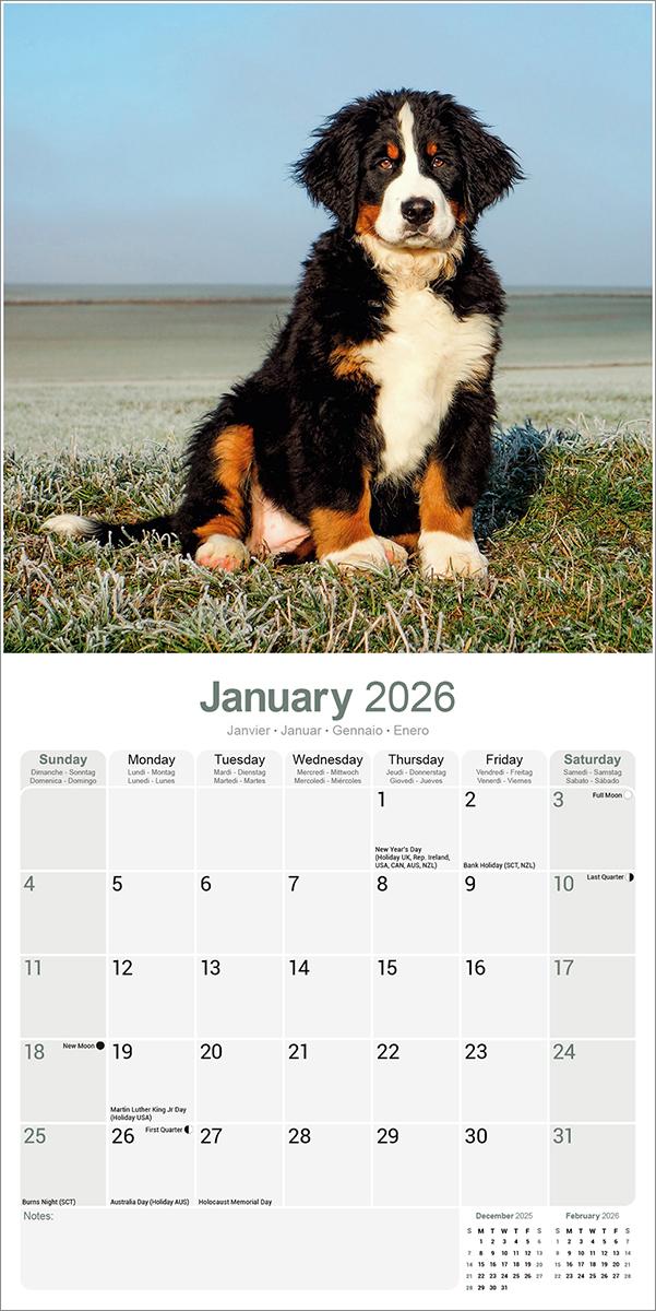 Bernese Mountain Dogs 2026 Calendar