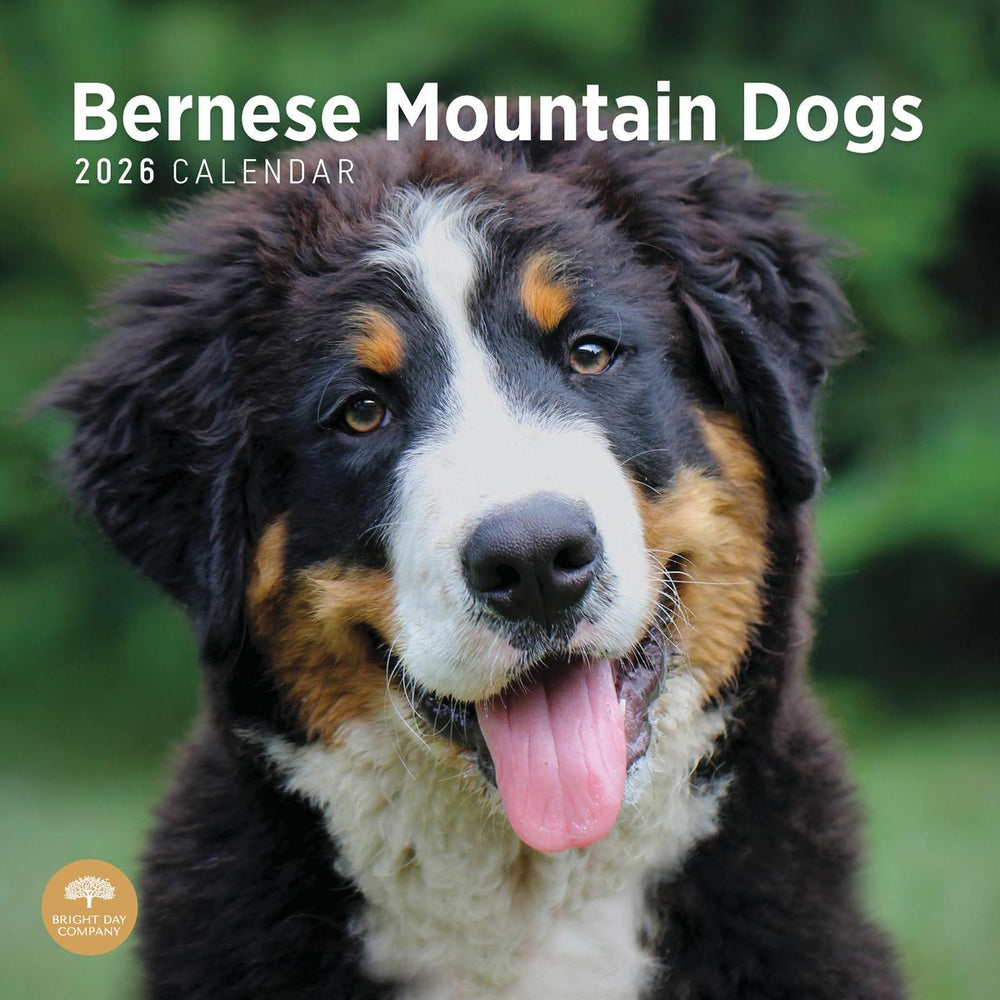 Bernese Mountain Dogs 2026 Calendar