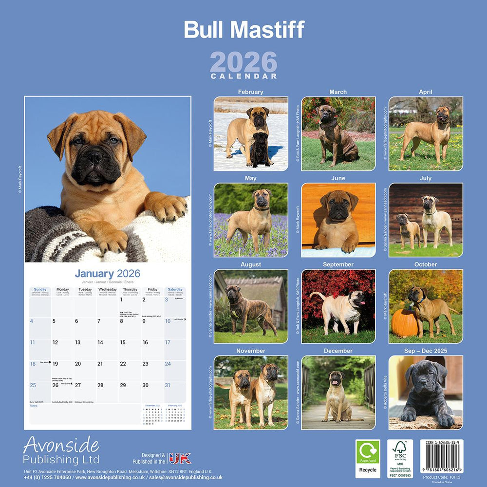 Bullmastiff 2026 Calendar
