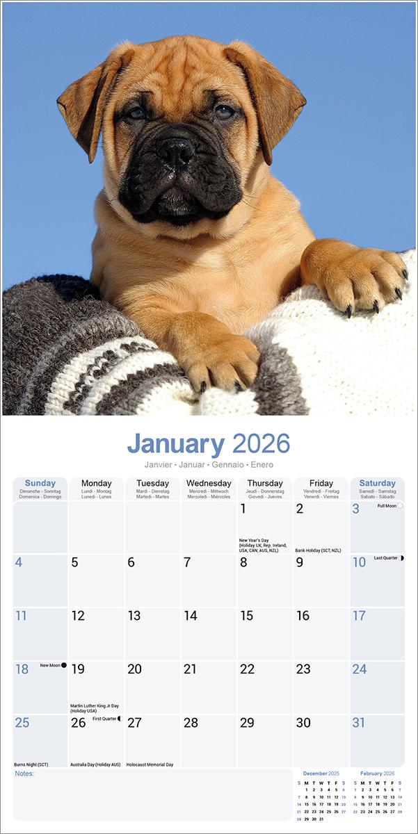 Bullmastiff 2026 Calendar