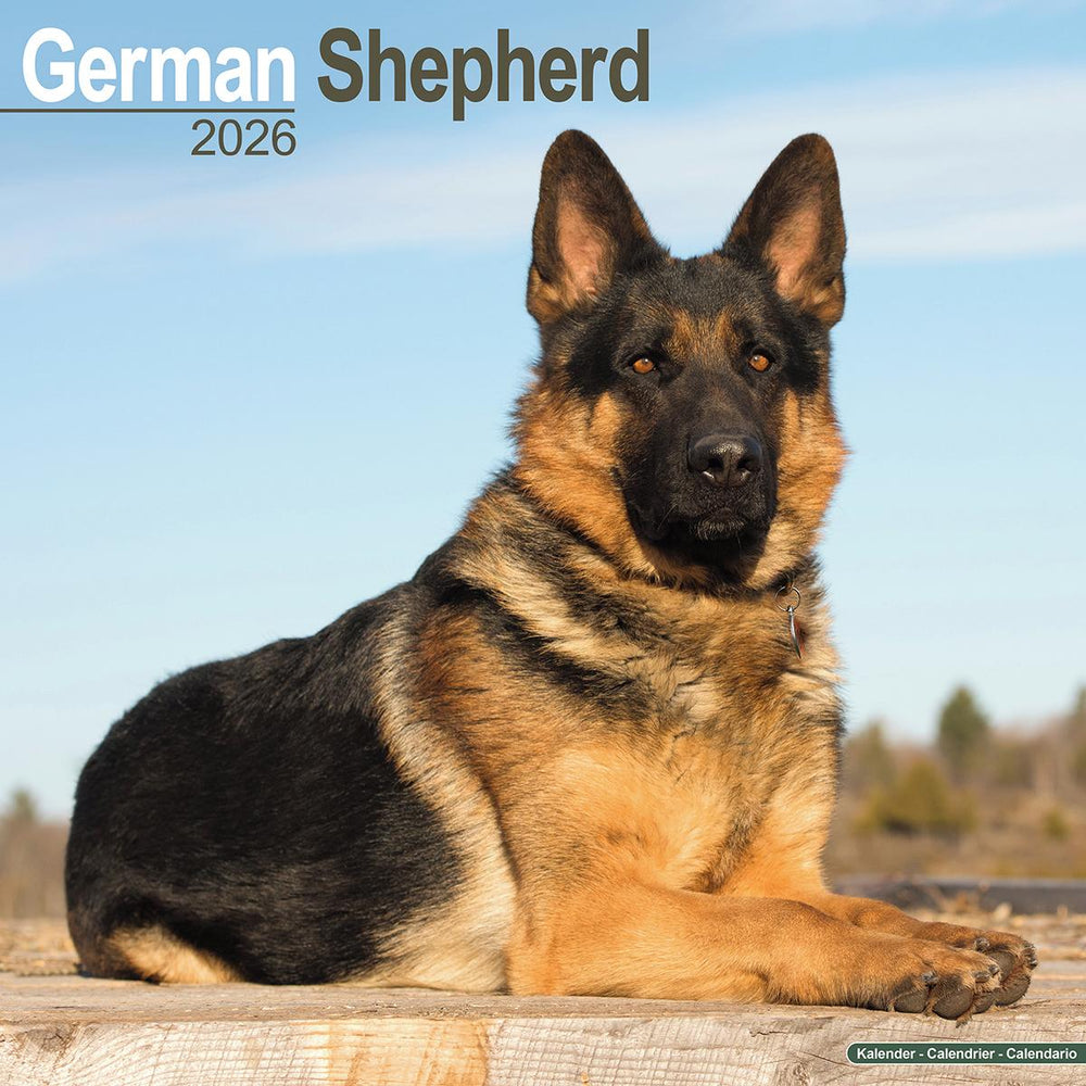 German Shepherds 2026 Calendar