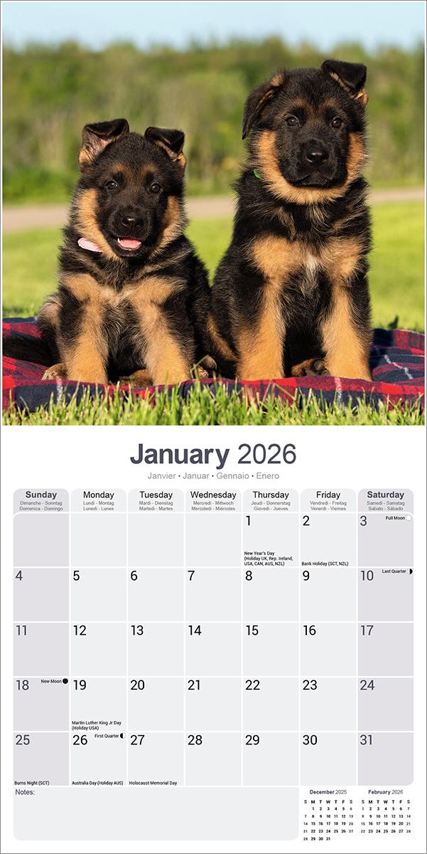 German Shepherds 2026 Calendar