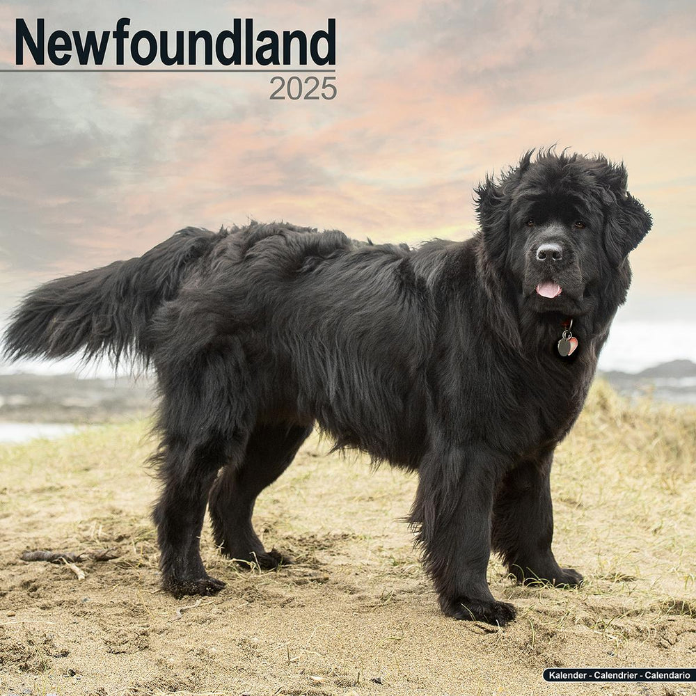 Newfoundland 2025 Calendar Avonside