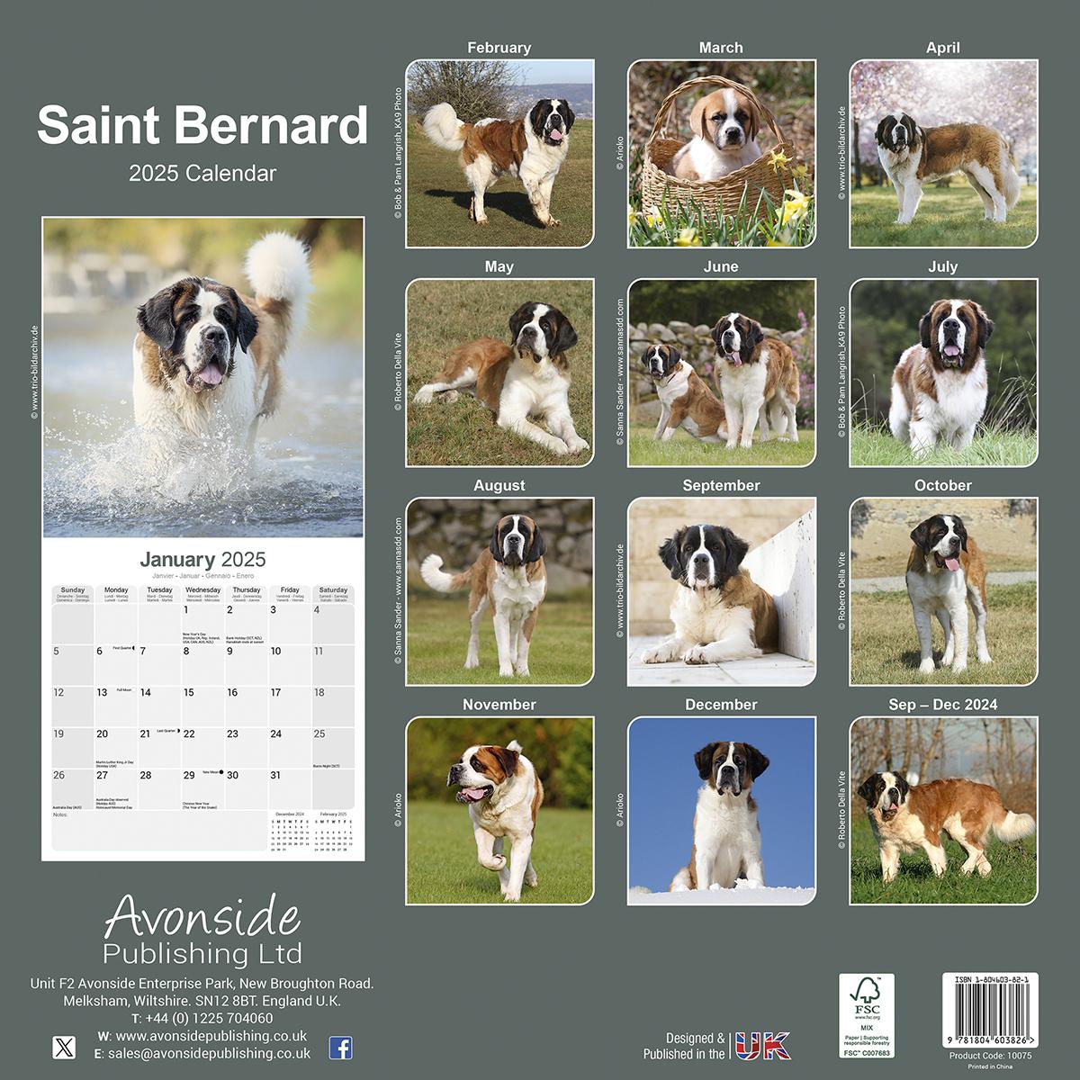 Saint Bernard 2025 Calendar Avonside