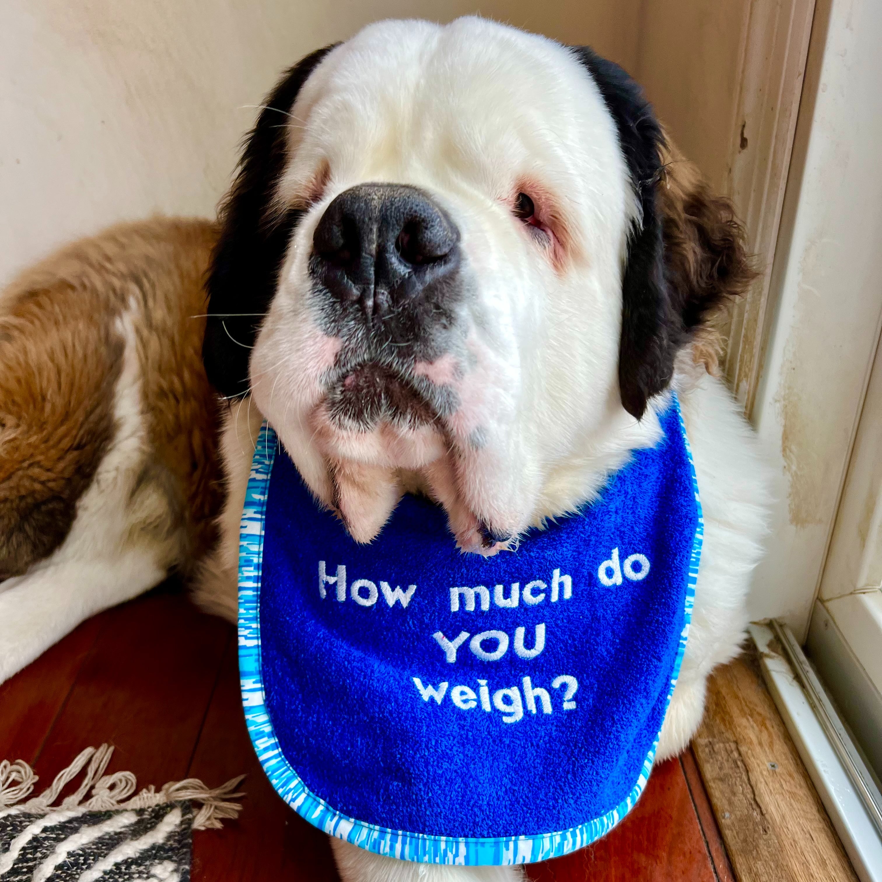 Saint bernard clearance bibs