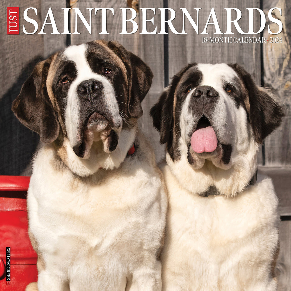 Just Saint Bernards 2024 Calendar